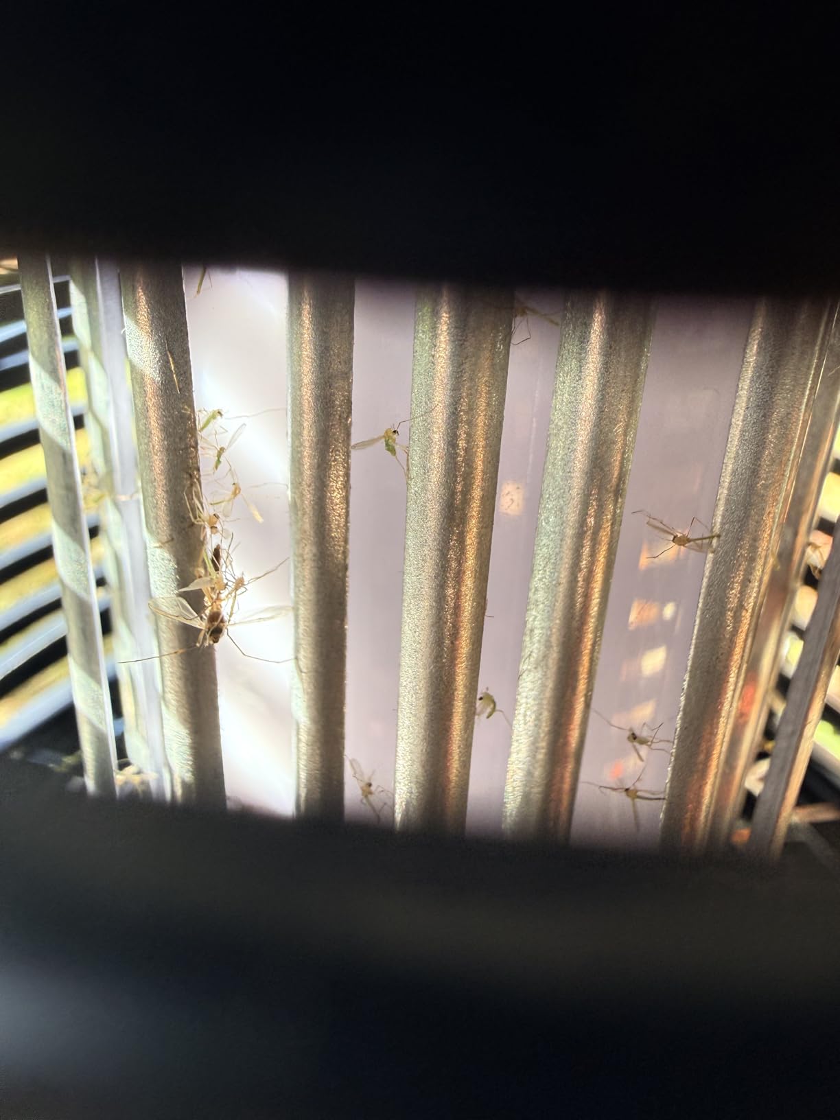 PIC Solar Insect Killer Torch (DFST), Bug Zapper and Accent Light, Solar Bug Zapper - Kills Bugs on Contact customer photo 1