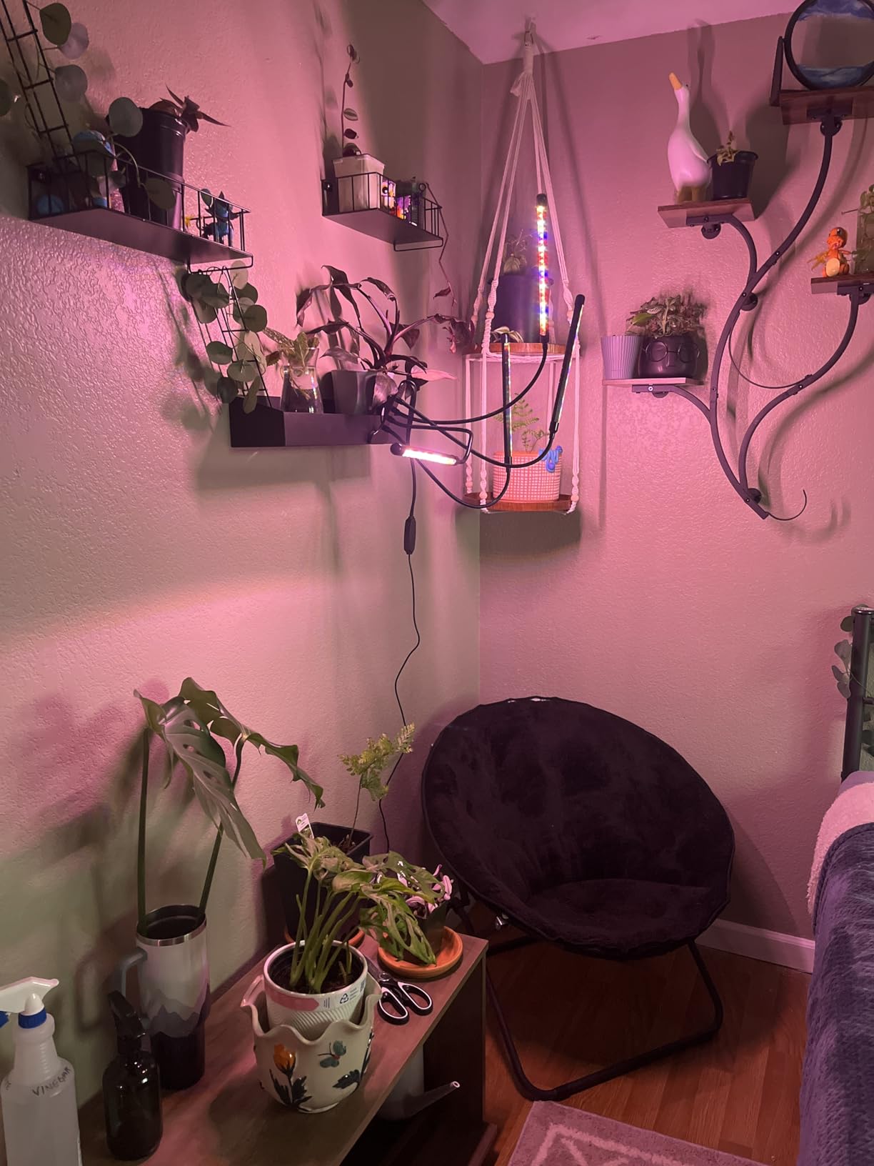 LEOTER Grow Light for Indoor Plants - Upgraded Version 80 LED Lamps with Full Spectrum & Red Blue Spectrum, 3/9/12H Timer, 10 Dimmable Level, Adjustable Gooseneck,3 Switch Modes customer photo 2