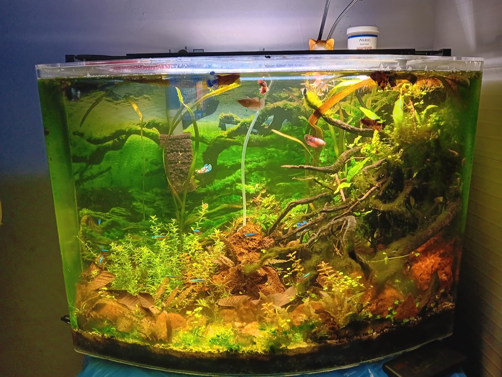 Fluval Plant 3.0 LED Planted Aquarium Lighting, 22 Watts, 15-24 Inches customer photo 2