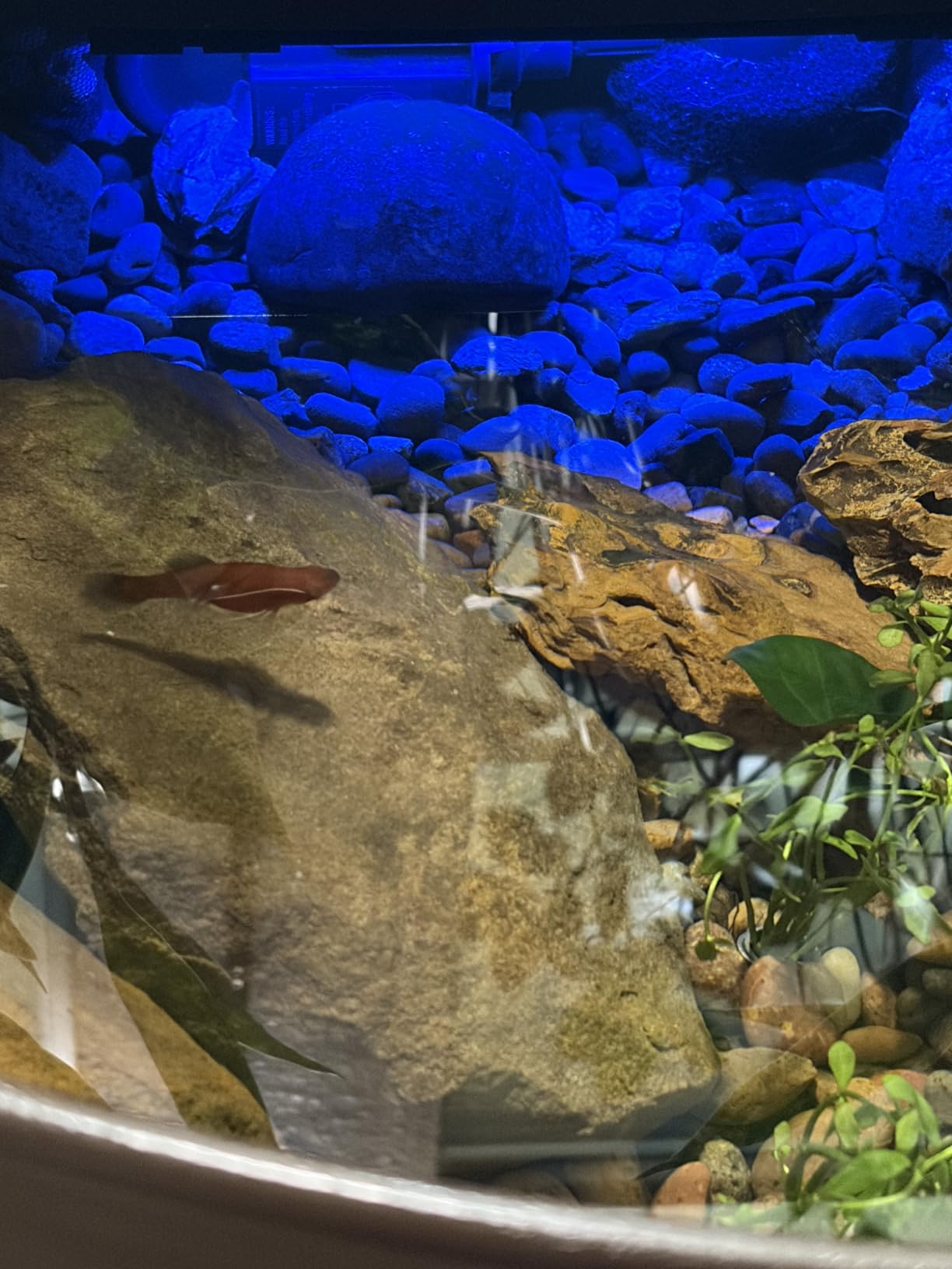 Aquascape AquaGarden Mini Pond Kit customer photo 1