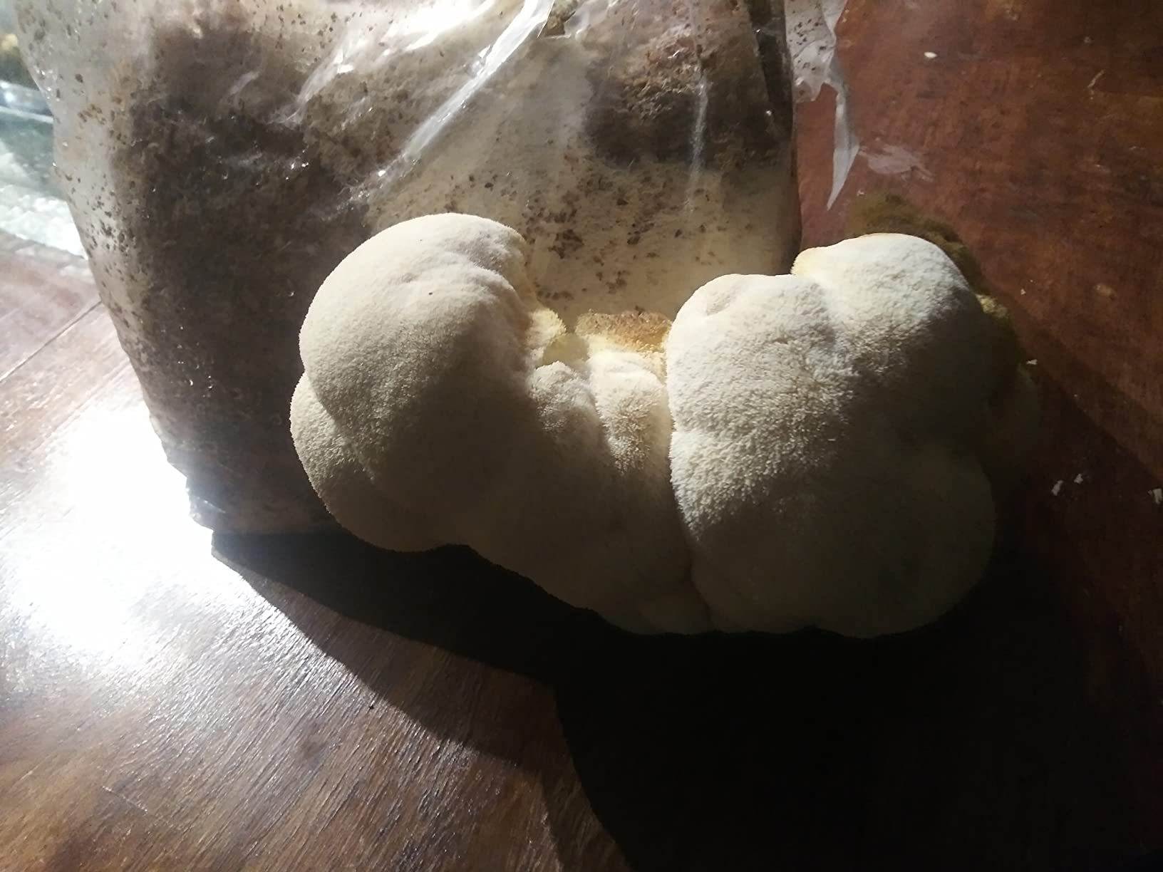 Reinforced Mushroom Grow Bags, 10 Count, Oyster Spawn and Grain Root Substrate Growing Kit with 0.2 Micron Filter, Heavy Duty 3 Mil Polypropylene Plastic customer photo 1