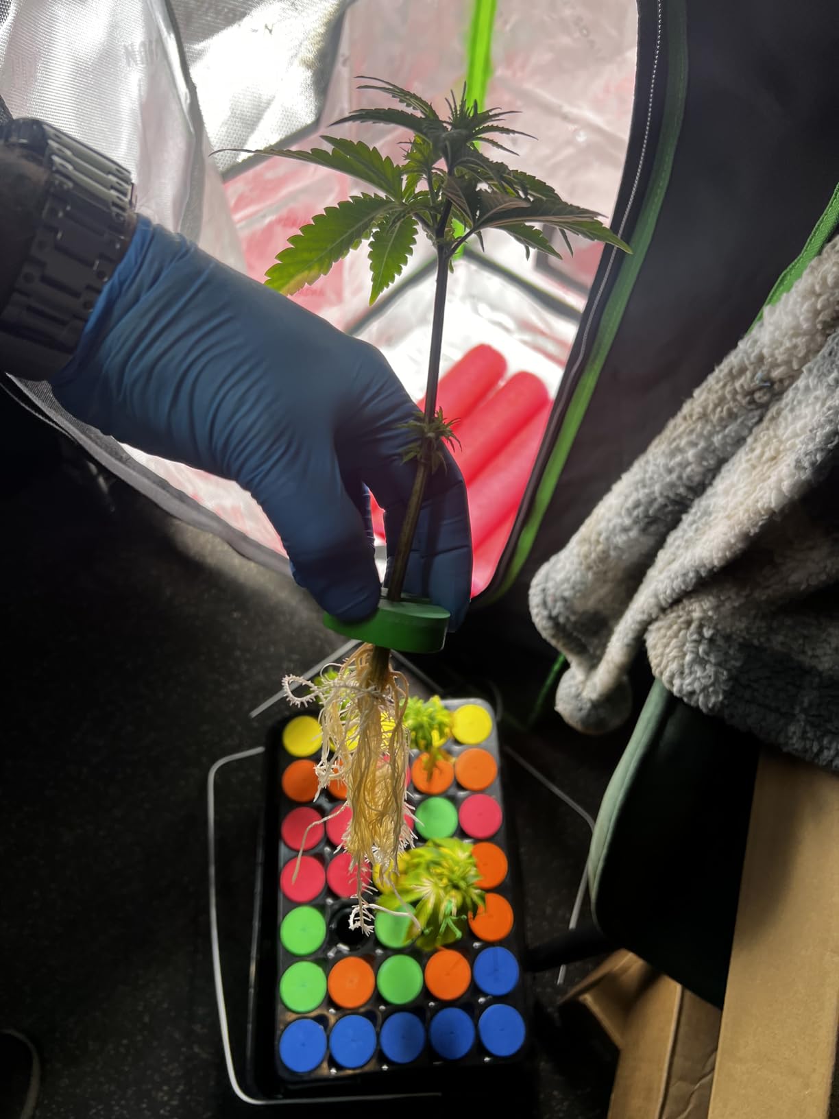 Psycloner Pro Clone Machine, Aeroponics System, Cloner for Plant Cuttings, Propagation + Bonus (140 Site) customer photo 2