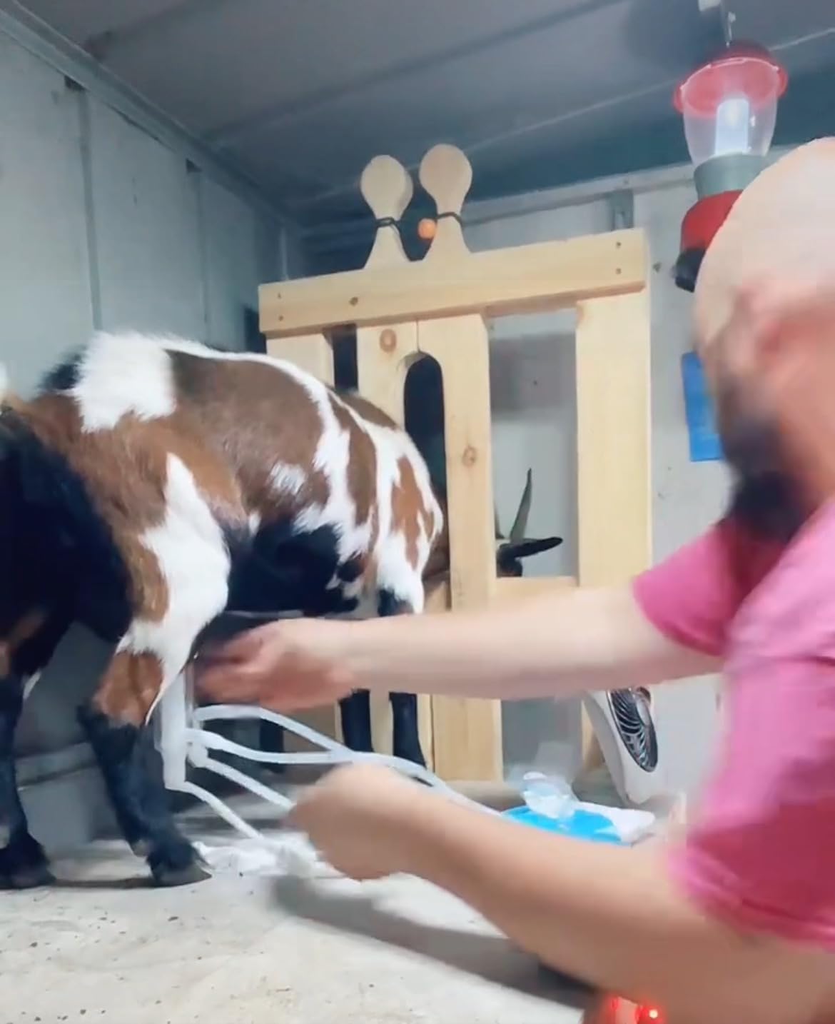 6L Goat Milking Machine, Hantop Rechargeable Pulsation Pump Milker (Pro) customer photo 1