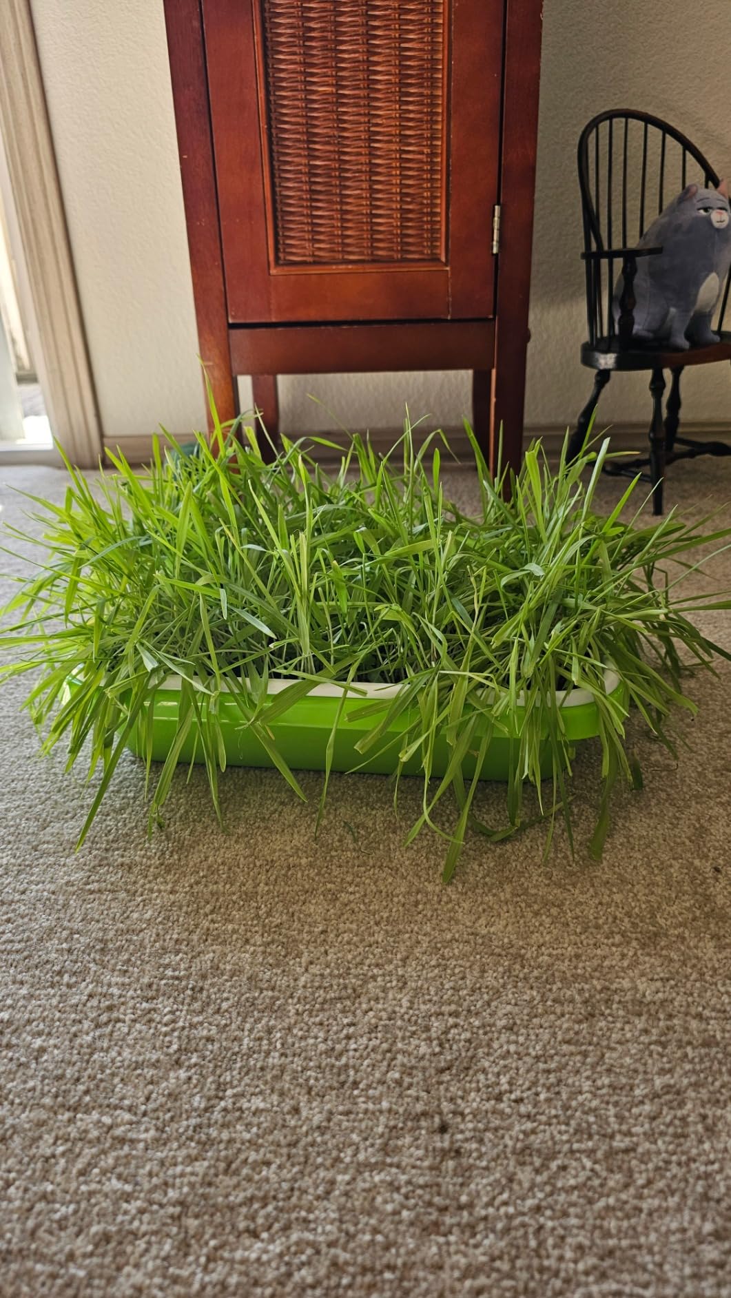 SUNPRO 2-Pack Seed Sprouter Tray with Humidity Lid, BPA Free Food Grade Soil-Free Sprouting Kit customer photo 2