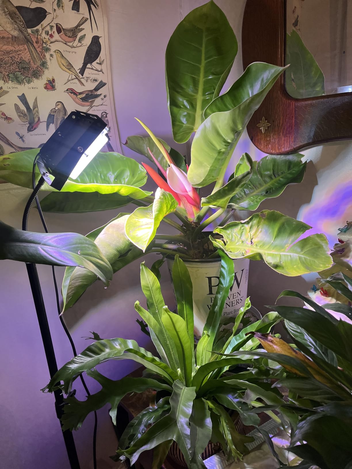 LBW Grow Light with Stand, Full Spectrum Grow Lights for Indoor Plants customer photo 1