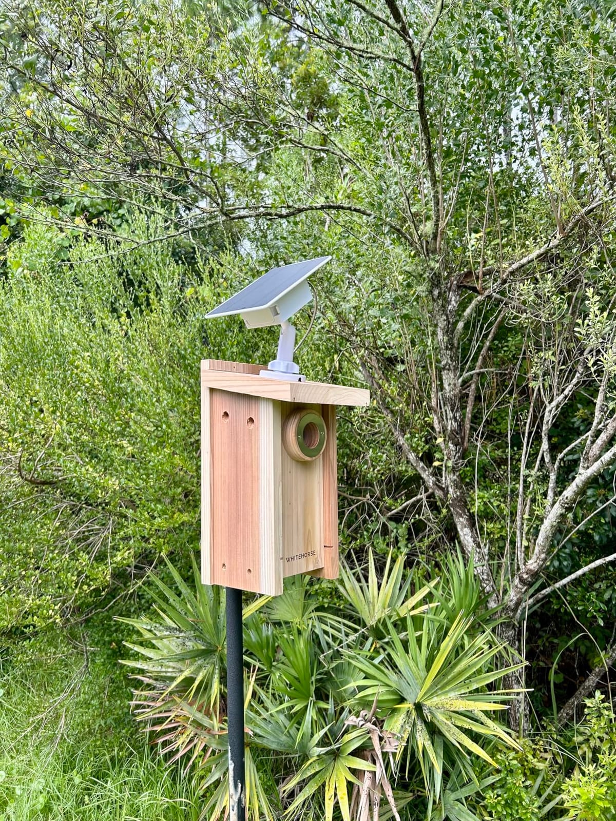 WHITEHORSE Bluebird House - Weatherproof Bird House for Outdoors - Cedar Birdhouse Built to NABS Specs - Nest Box for Bluebirds, Chickadees, Titmice, Wrens, Nuthatches & More (15” Floor) customer photo 1