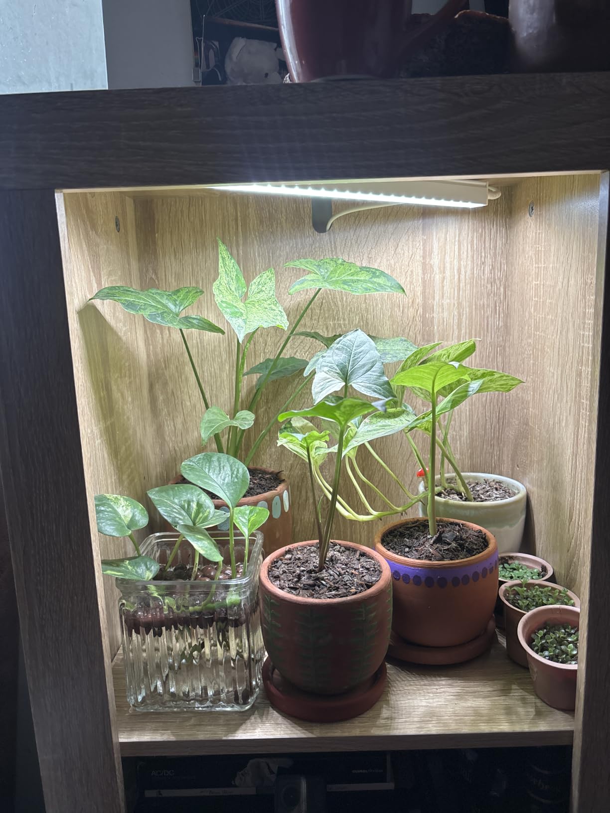 Barrina T5 Grow Lights, Full Spectrum, 4ft 160W (8 x 20W), 8 Packs customer photo 2