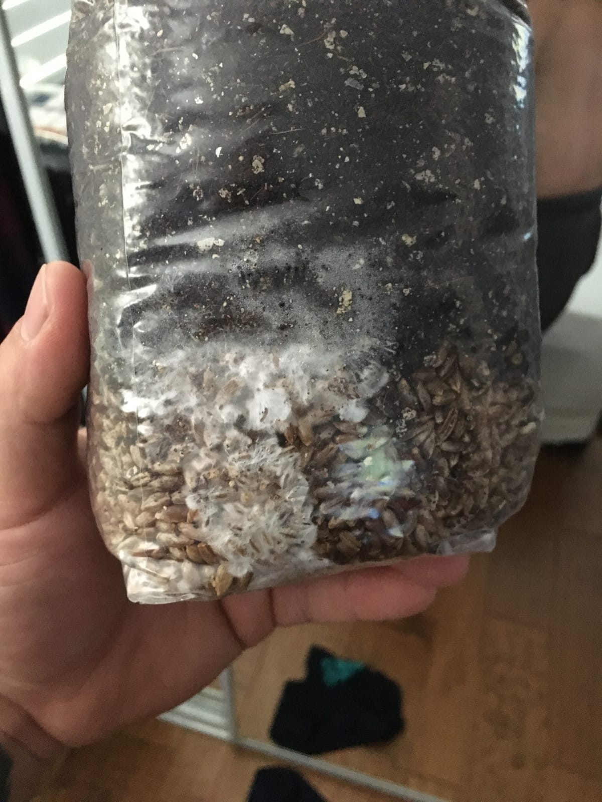 Mini All in One Mushroom Grow Bag customer photo 1