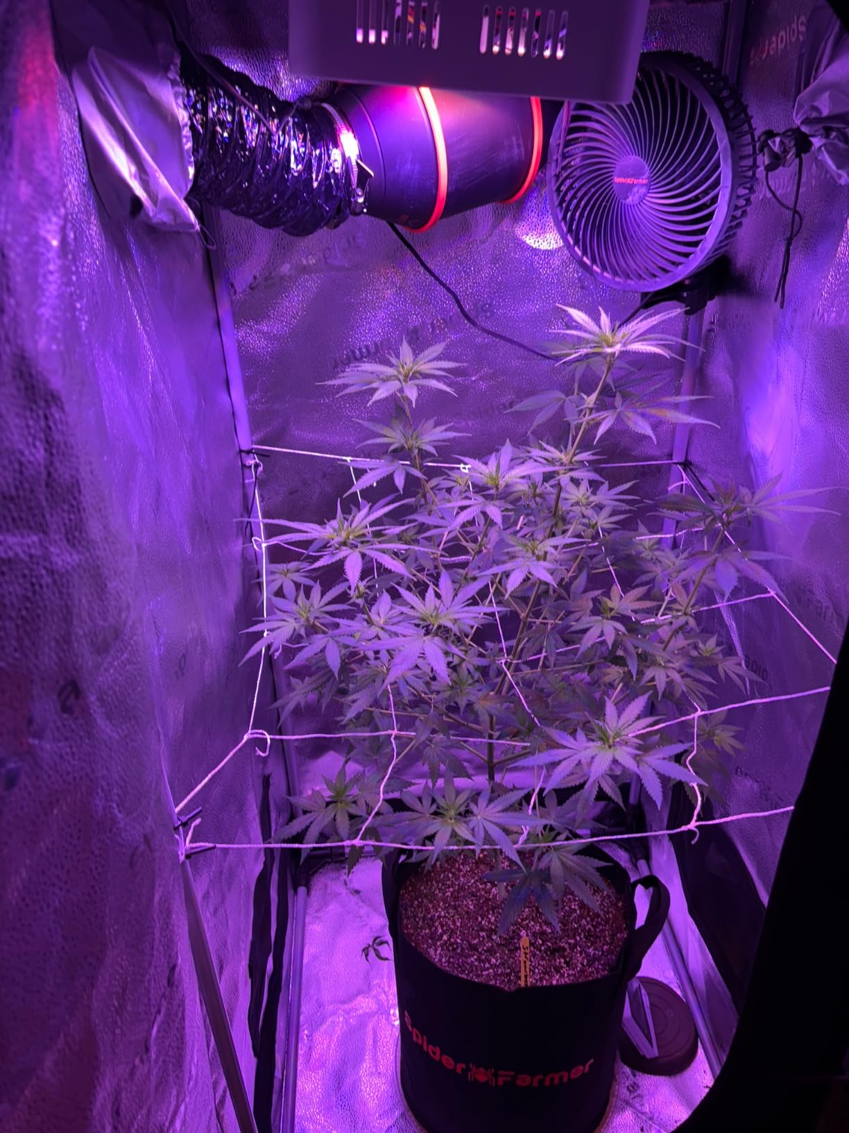Spider Farmer 2x2ft Grow Tent Kit with GGS Controller Automatic Grow System customer photo 1