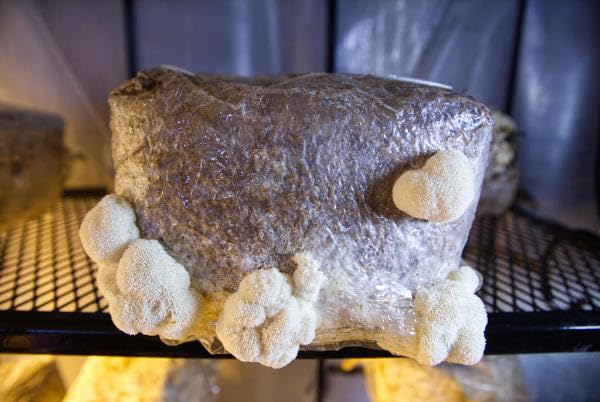 TonGass Autoclavable Mushroom Grow Bags Bulk with Microporous Filter Patchs customer photo 2