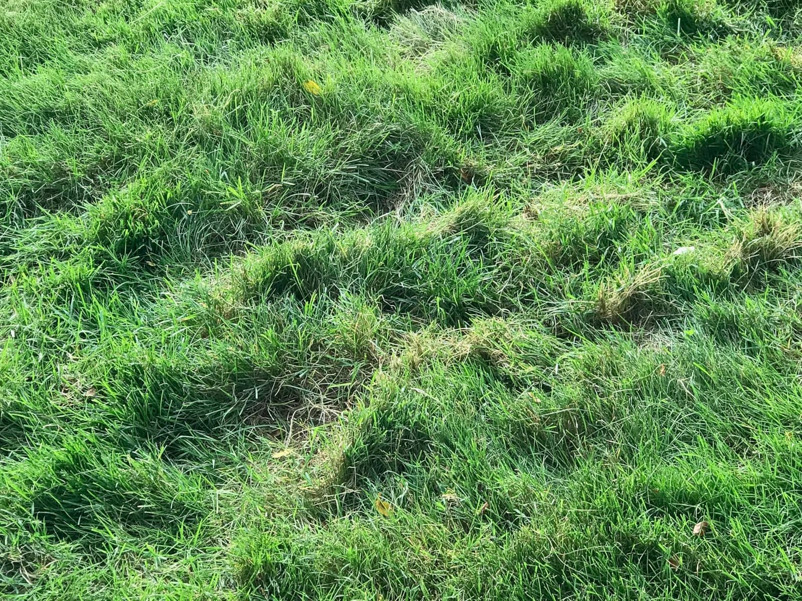 Sun Joe 15-Inch Lawn Dethatcher with Scarifier Blade Reel, AJ805E customer photo 1