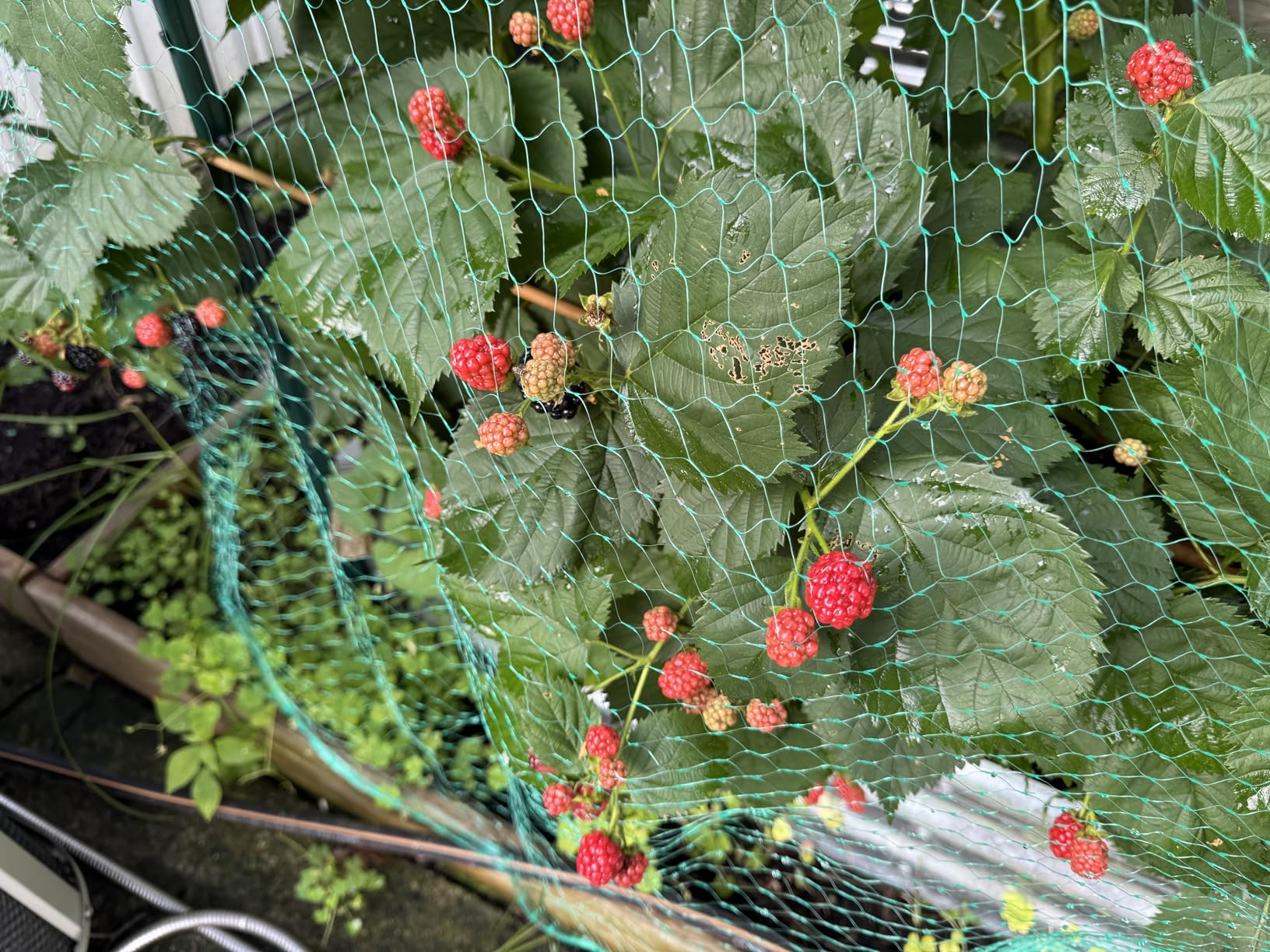Ruolan Bird Netting for Garden Protect Vegetable Plants and Fruit Trees13X20Ft,Plastic Trellis Netting for Birds, Deer,Squirrels and Other Animals customer photo 1