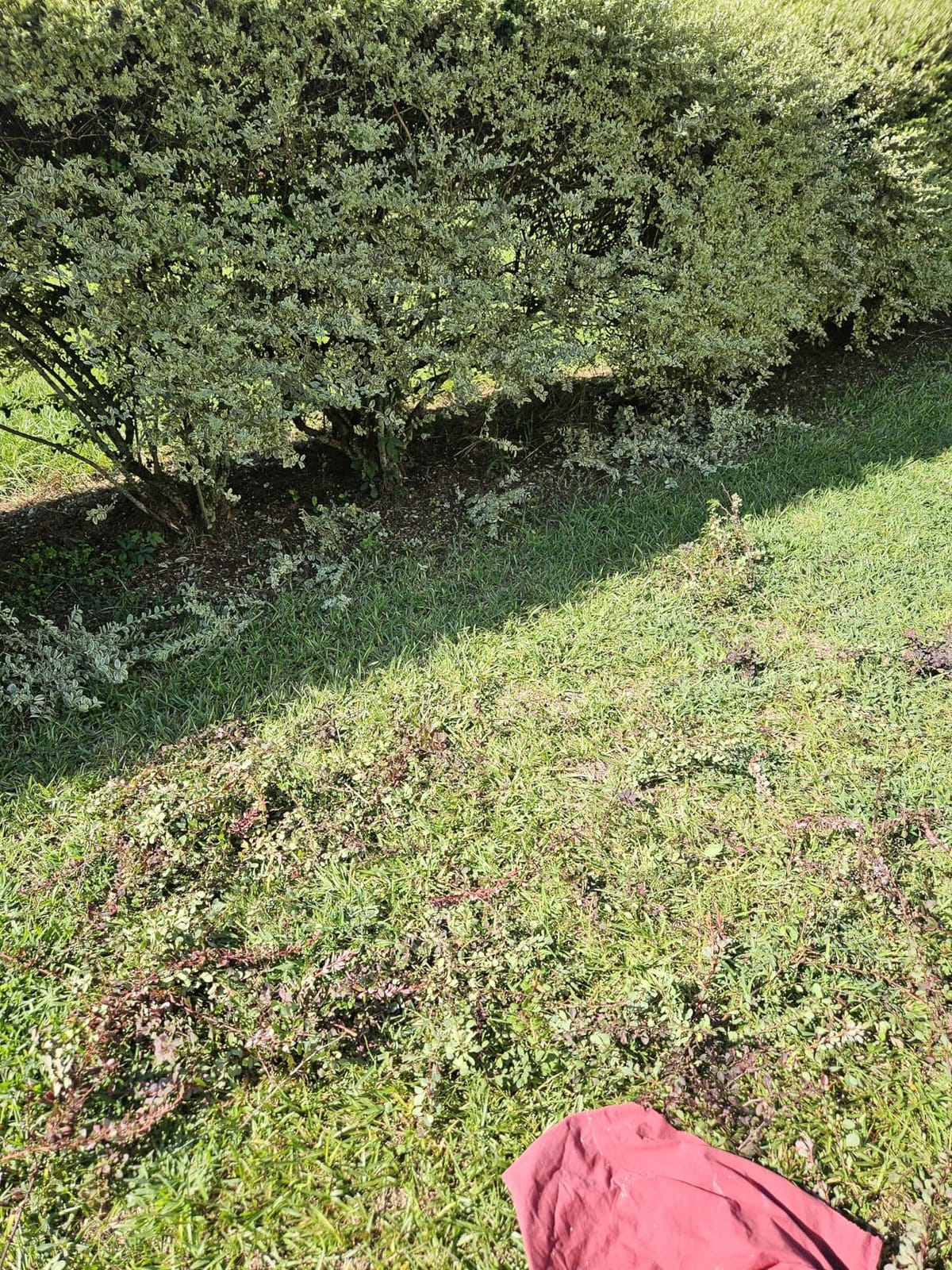 WORKPRO 7.2V Cordless Grass Shear & Shrubbery Trimmer customer photo 1