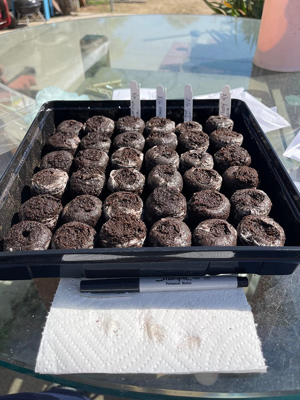 Jiffy Seed Starting Tray Kit - 36 Cell Germination Tray, Portable - 2 Pack, 72 Pellet customer photo 1