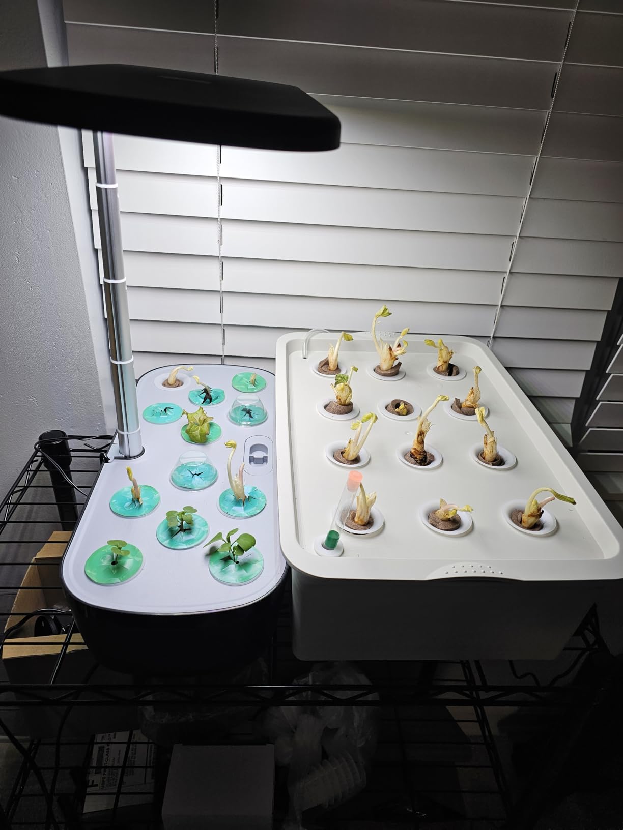 MAOPINER Indoor Hydroponic Grow Kit 12 Sites Deep Water Culture System customer photo 1