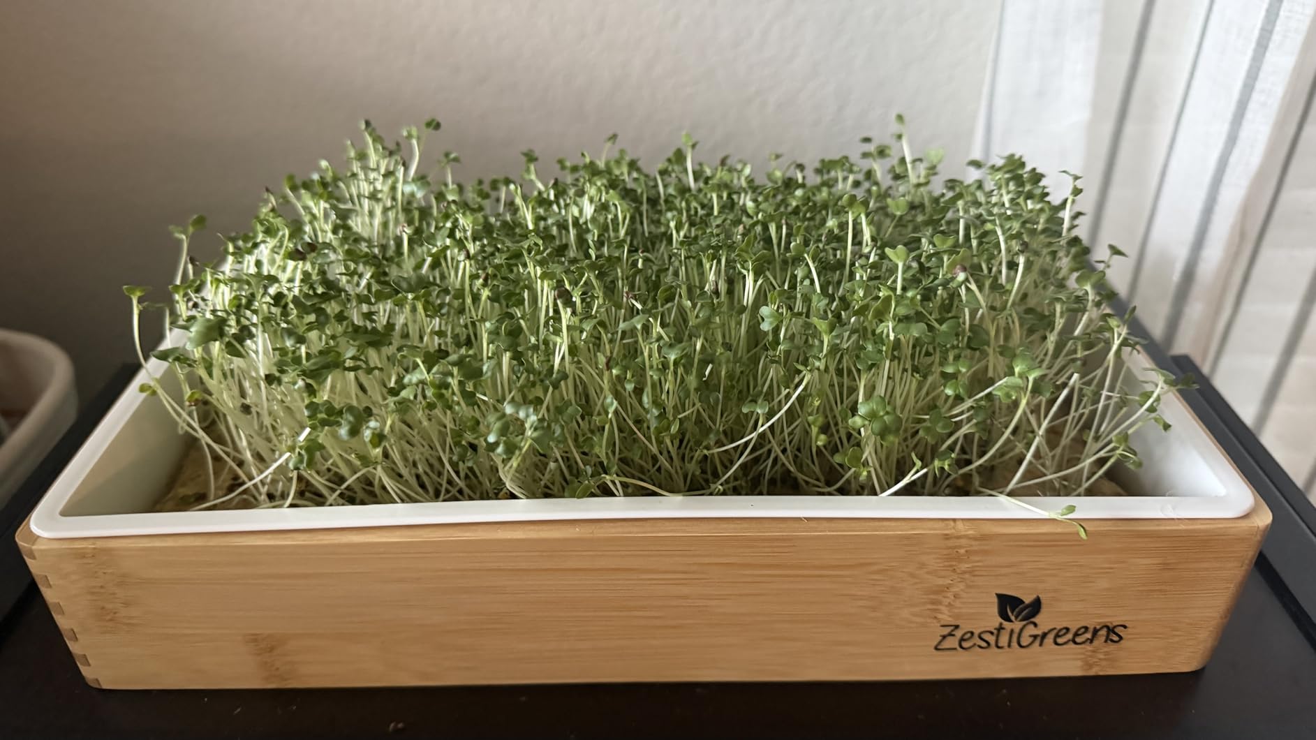 Microgreens Growing Kit - Self-Watering Tray with US Premium Seeds customer photo 2