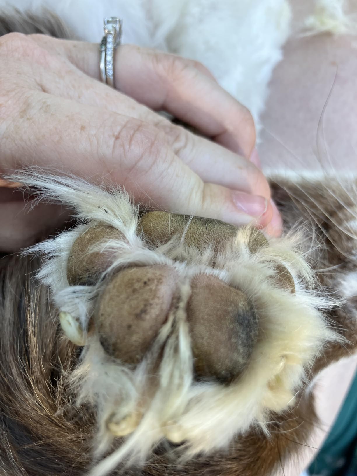 oneisall Dog Clippers and Paw Trimmer Kit for Small Large Dogs Cats customer photo 1