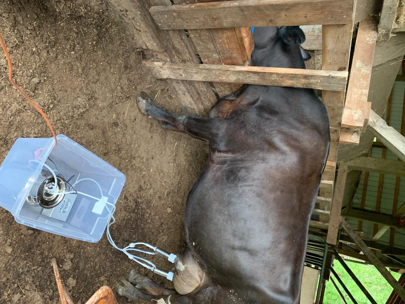 6L Goat Milking Machine, Plug-in Pulsation Pump Milker (Classic) customer photo 2