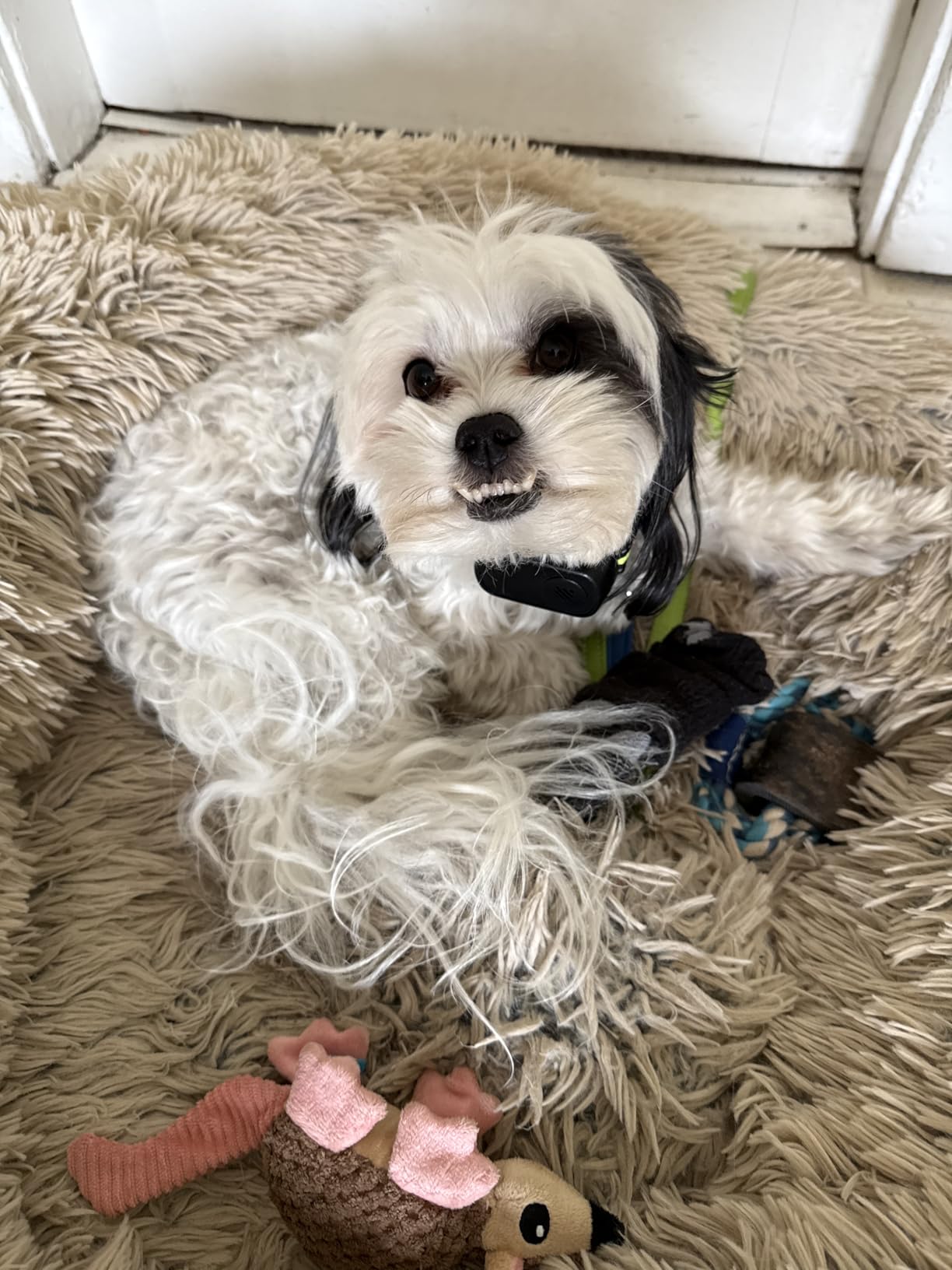 Rechargeable Dog Bark Collar with Beep Vibration and Shock,Anti Barking Collar for Small Medium Large Dogs, Humane Dog Training Device with 5 Adjustable Sensitivity Levels customer photo 1