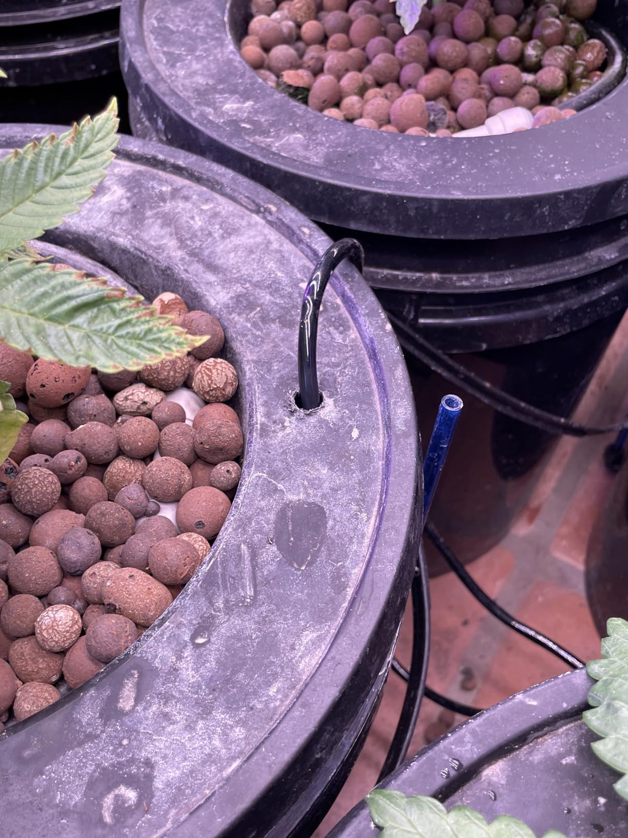 VIVOSUN DWC Hydroponics Grow System with Top Drip Kit 1 Bucket customer photo 1