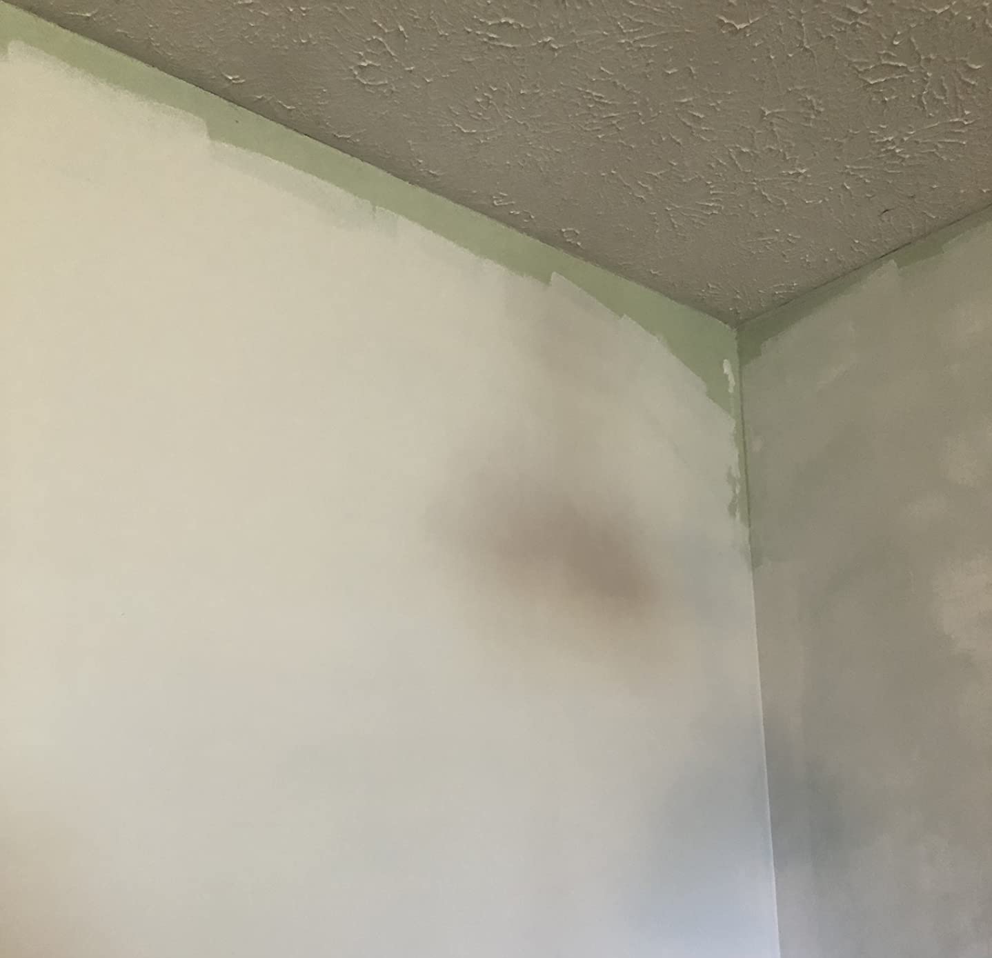 Diamond Brite Kitchen and Bath Latex Paint, Brite White, 1 Gallon, 40500-1 customer photo 2