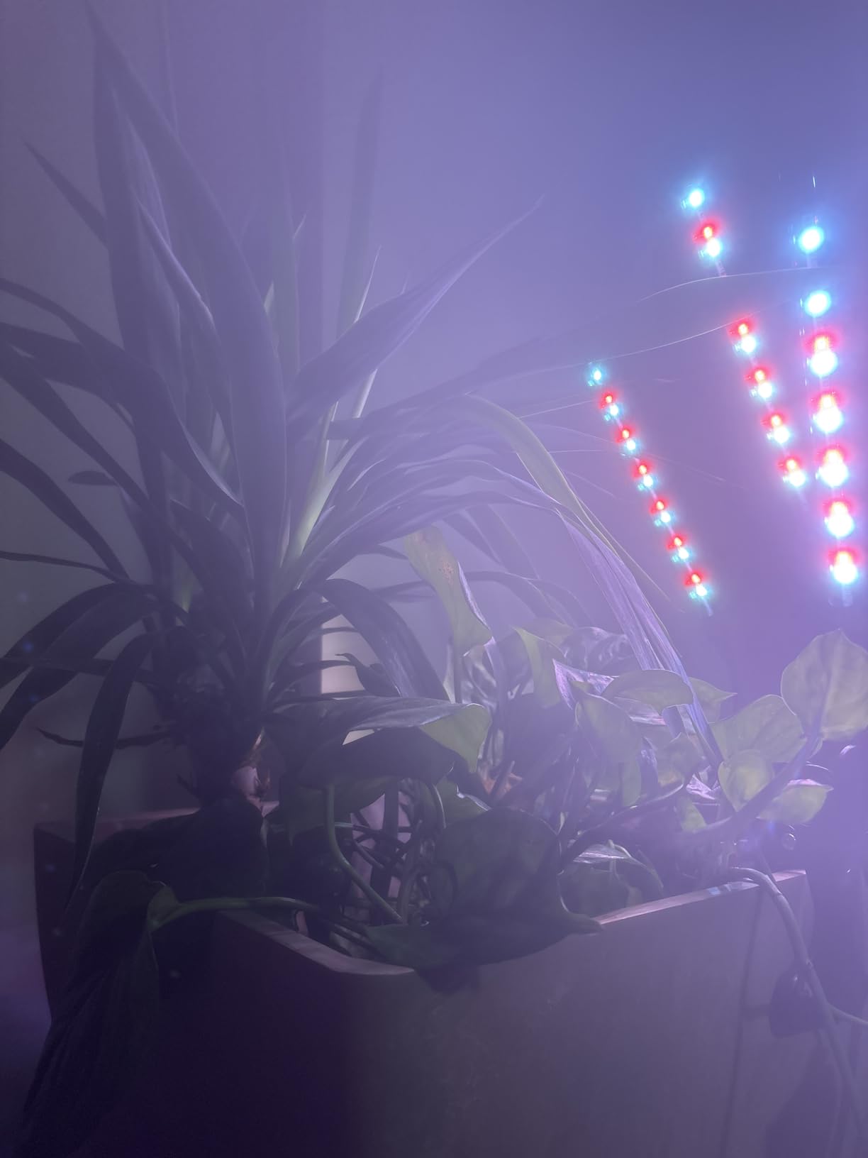 Shyineyou Grow Lights for Indoor Plants Full Spectrum, 80 LEDs Plant Lights for Indoor Growing with 3/9/12H Timer, 3 Color Modes & 9 Brightness, 4 Heads Clip-On Plant Grow Light customer photo 1