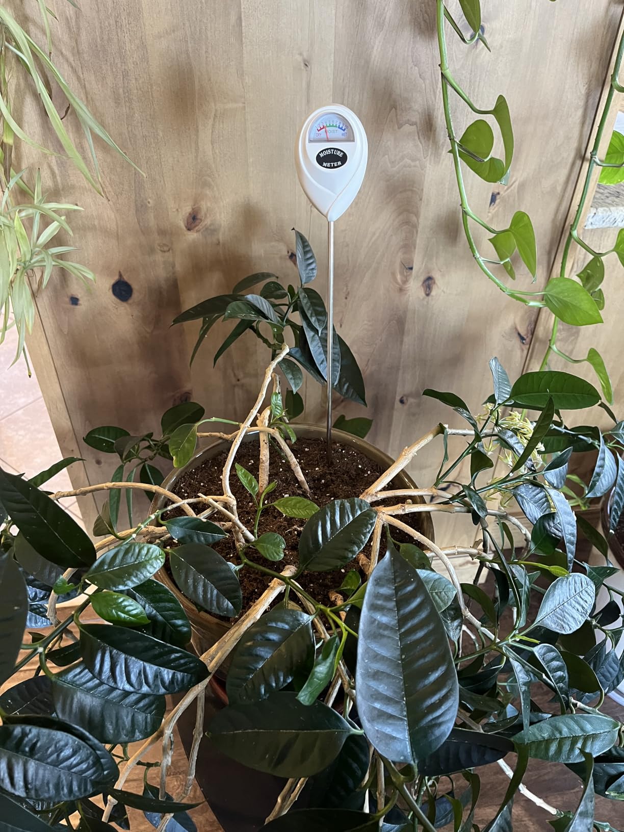 Censinda Soil Moisture Meter, Soil Moisture Monitor for House Plants, Soil Hygrometer Moisture Sensor for Indoor & Outdoor, Garden, Farm, Lawn Plant Care, No Battery Needed (White) customer photo 1