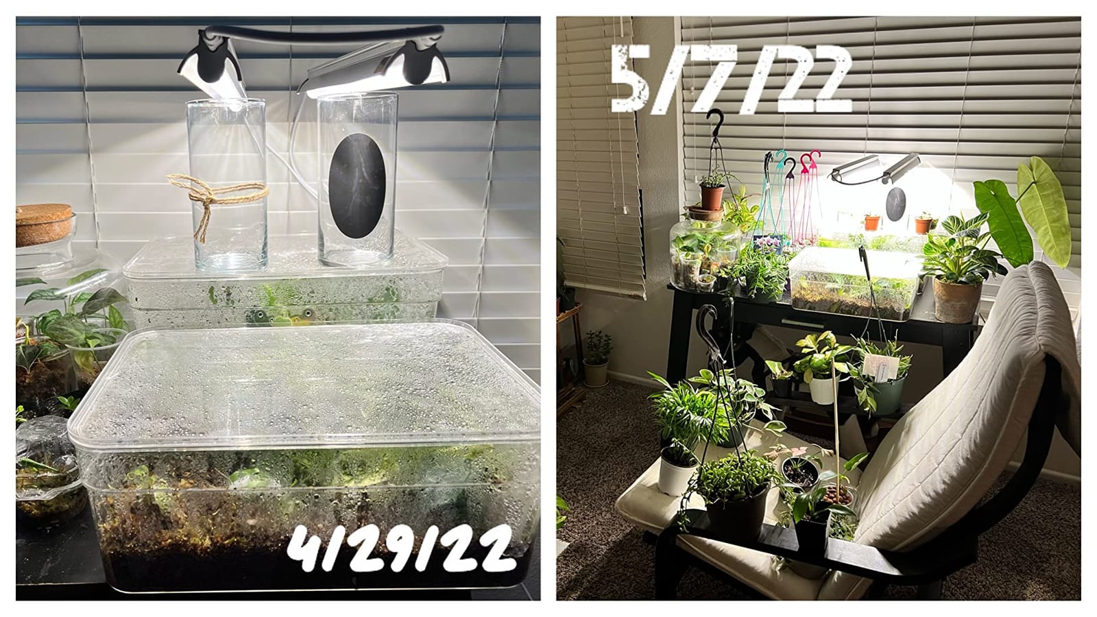 T5 Grow Lights for Seed Starting, 10W x2, Grow Lights for Indoor Plants customer photo 1
