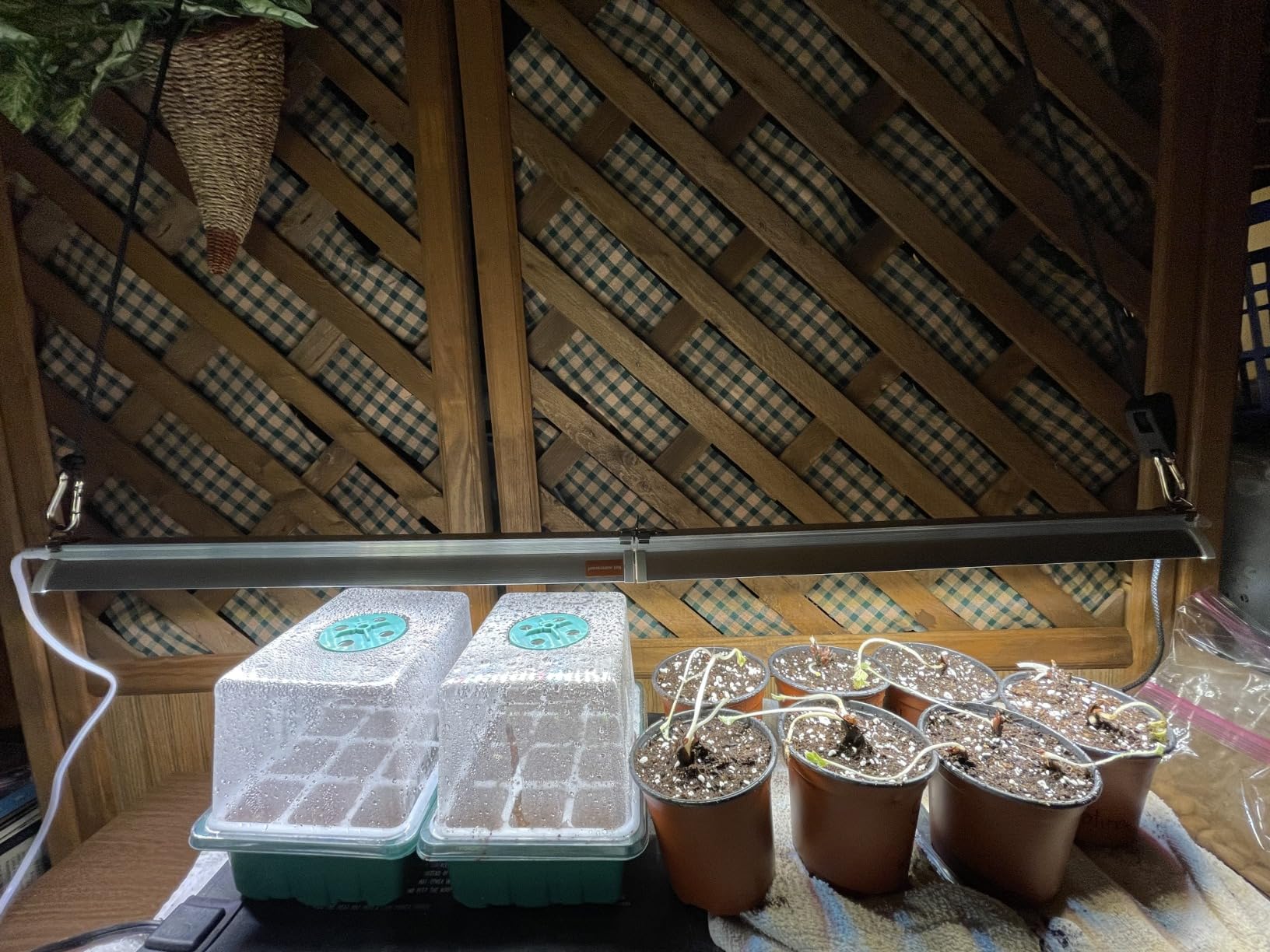 T5 Grow Lights for Seed Starting, 10W x2, Grow Lights for Indoor Plants customer photo 2