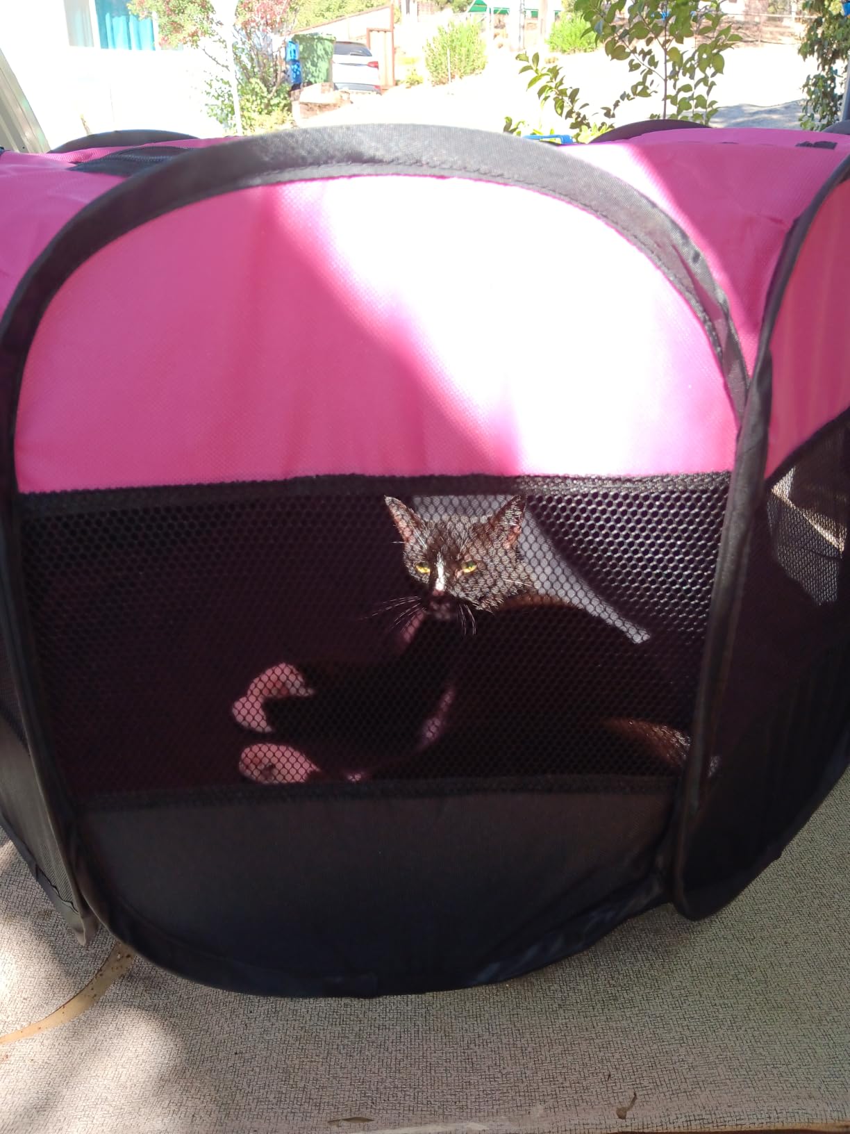 GOOZII Pet Cat Playpen for Indoor Cats Enclosed, Portable Foldable Dog Playpen Outdoor Tent Crate Cage with Zipper Top Cover Door for Kitten Puppy Outside Rv Car Camper (Small Size, Pink) customer photo 2