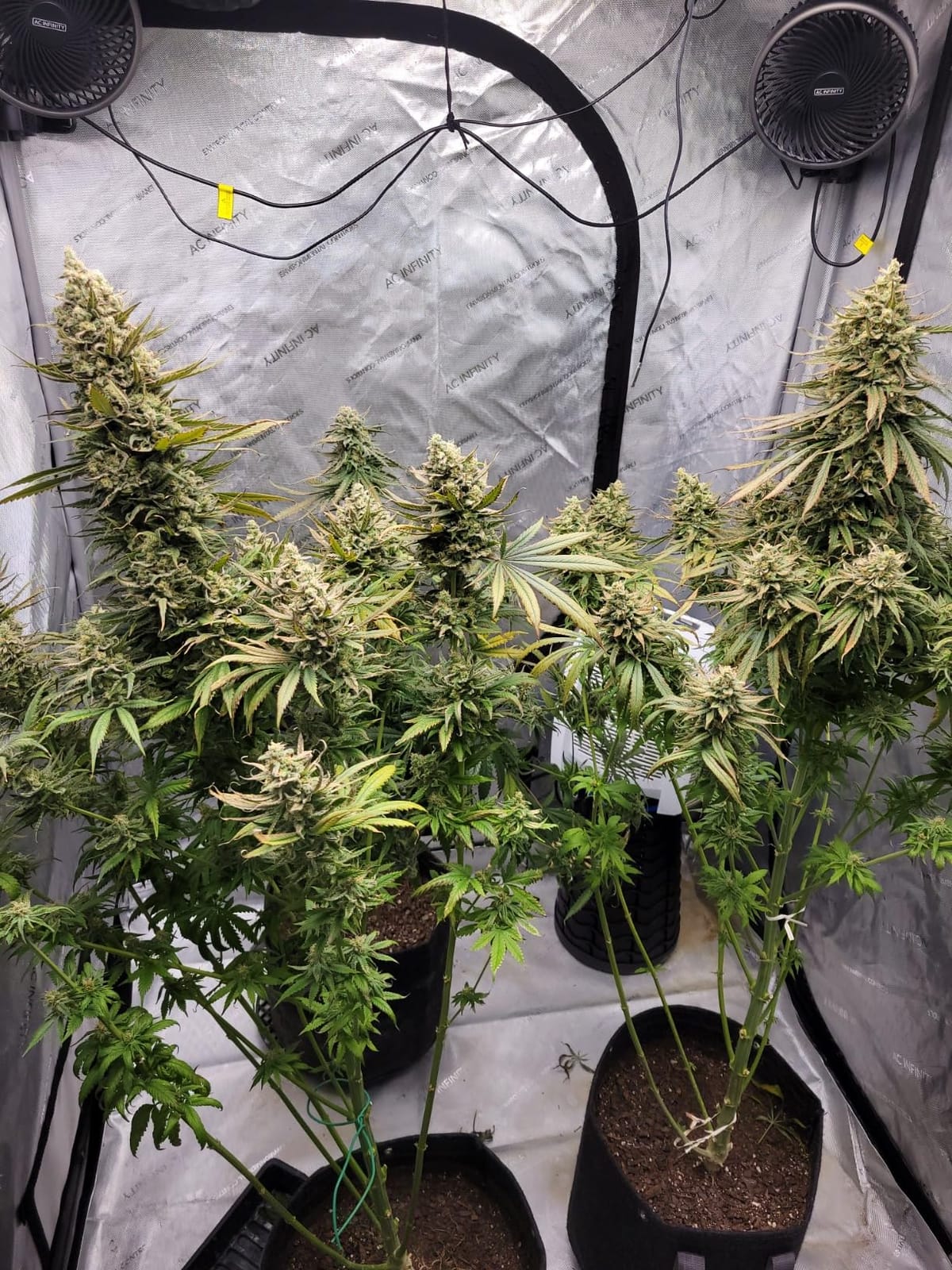 AC Infinity AI Grow System 4x4, 4-Plant Kit w/Self-Learning AI Controller customer photo 1