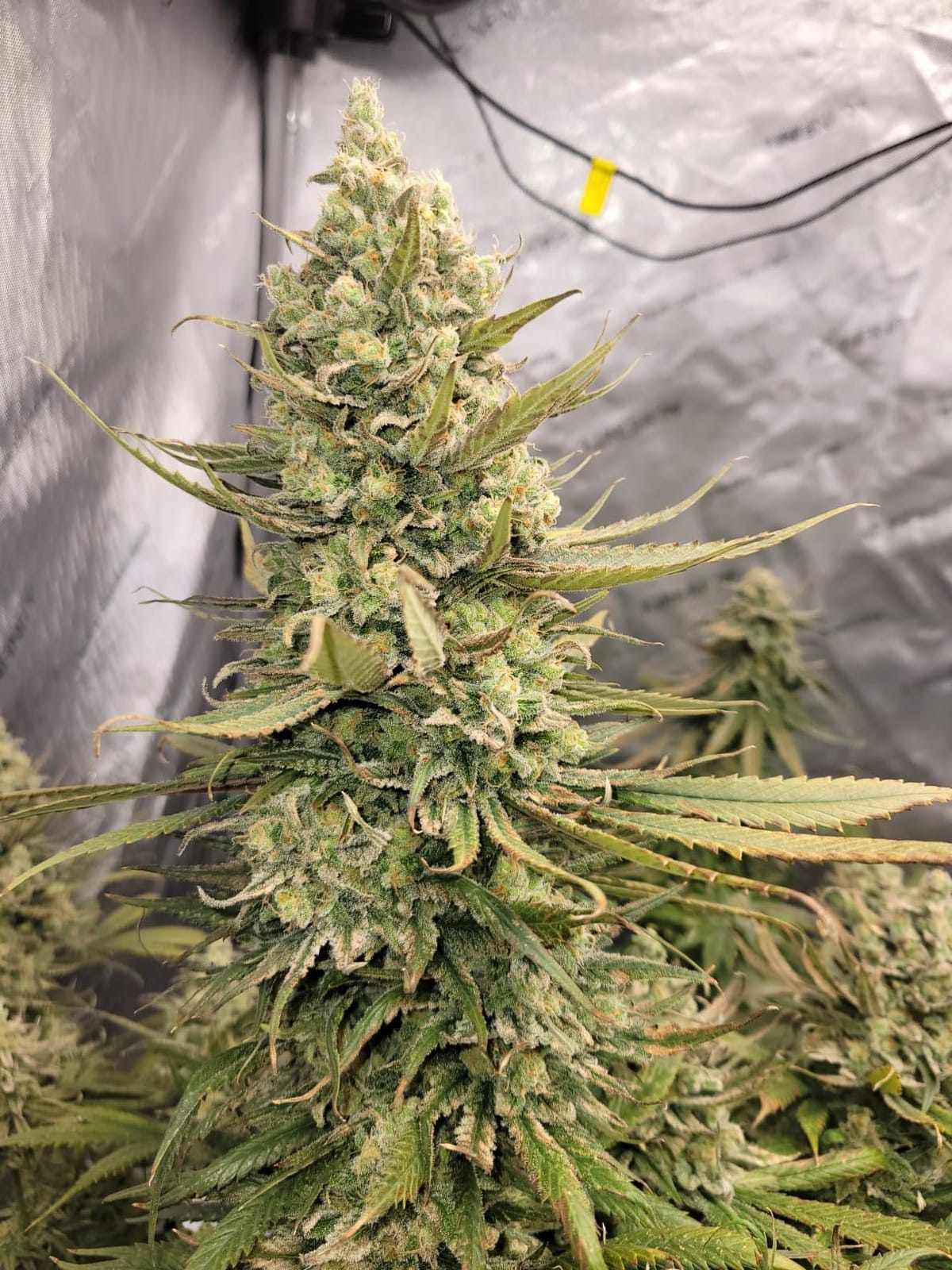 AC Infinity AI Grow System 4x4, 4-Plant Kit w/Self-Learning AI Controller customer photo 2