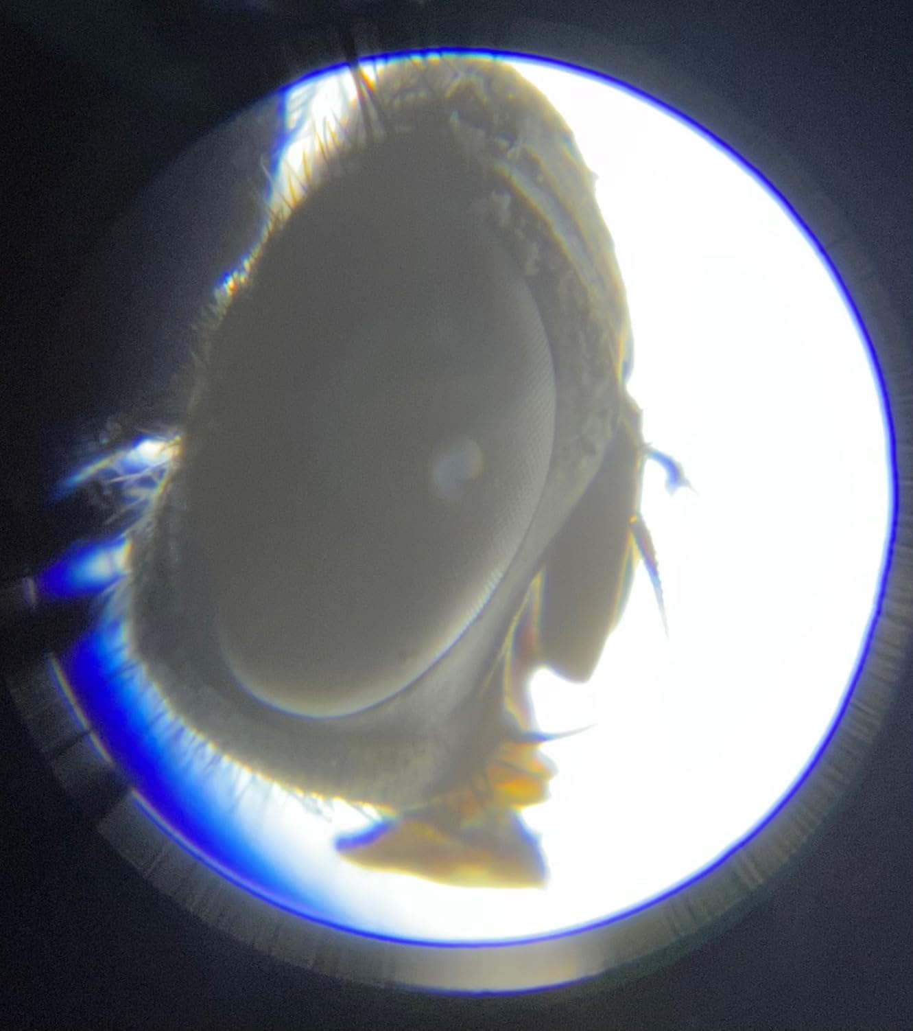 National Geographic Microscope for Kids with Up to 400x Magnification customer photo 2