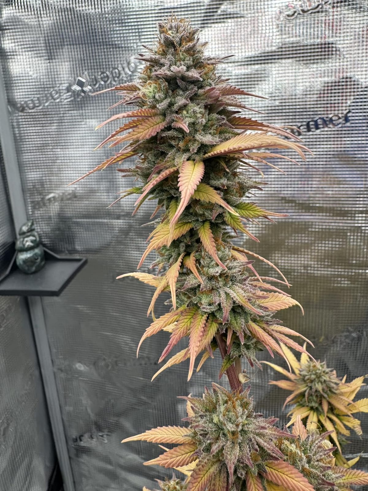 Spider Farmer 2x2 Grow Tent 24