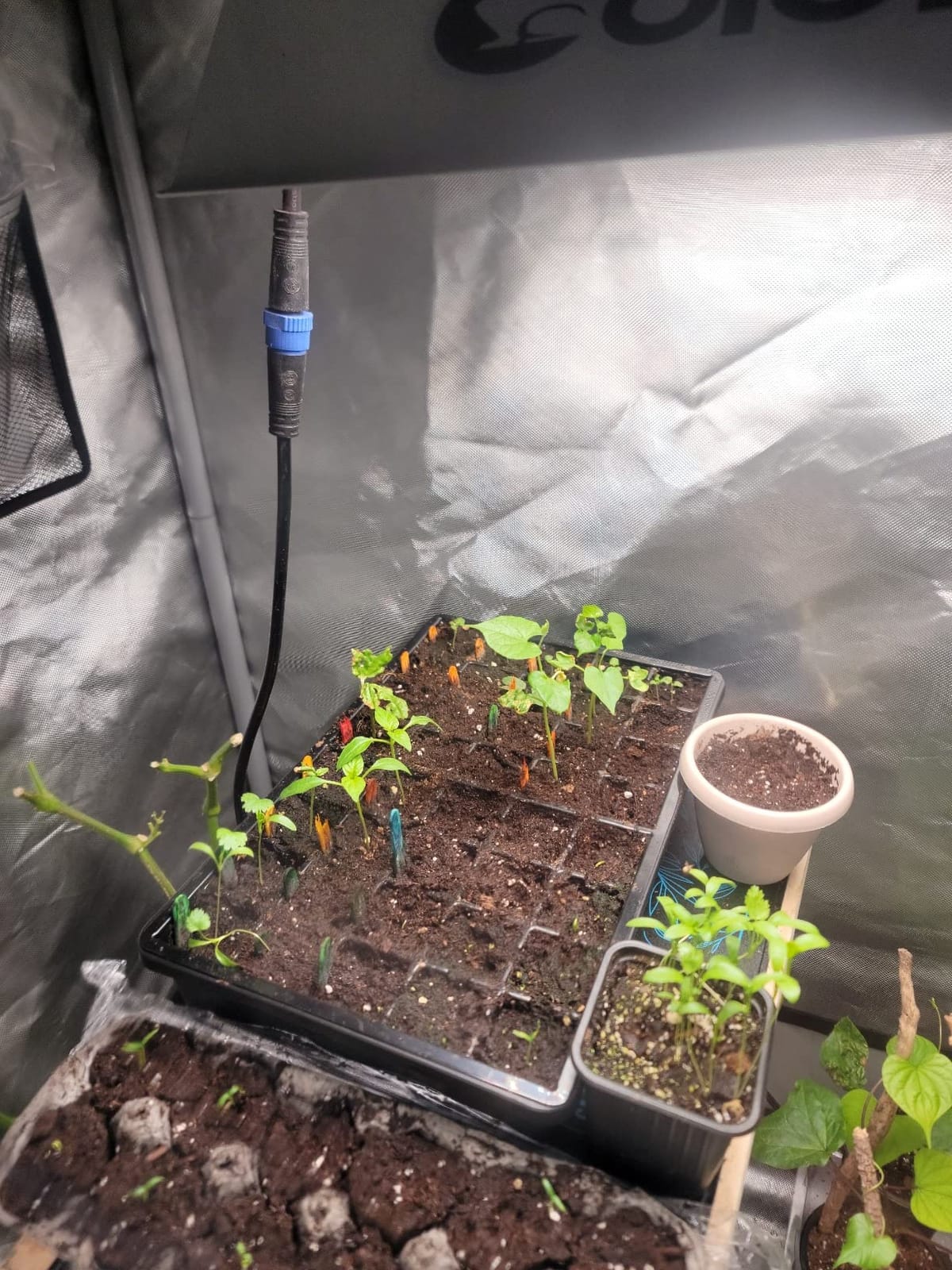 AC Infinity Humidity Dome 5x8, Heavy-Duty 3mm Seed Starter Propagation Kit customer photo 1
