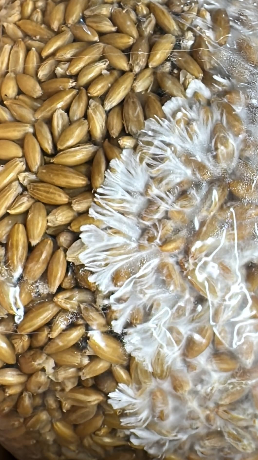 50 Pack Mushroom Grow Bags with 0.2 Micron Filter Patch, 8 x 5 x 20 Inch customer photo 1
