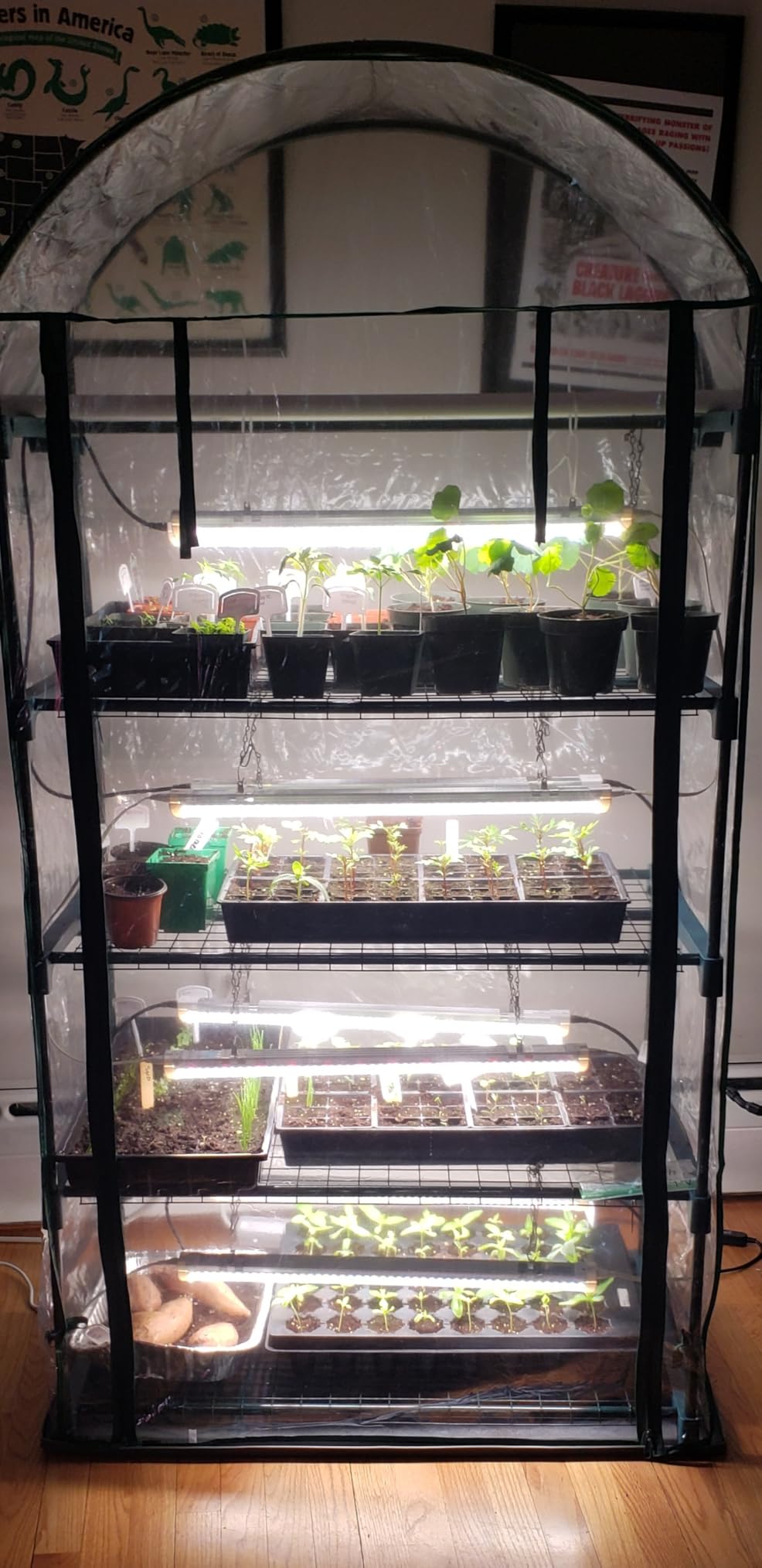 Bstrip Indoor Greenhouse with Grow Light, 4-Tier Mini Greenhouse Indoor customer photo 2