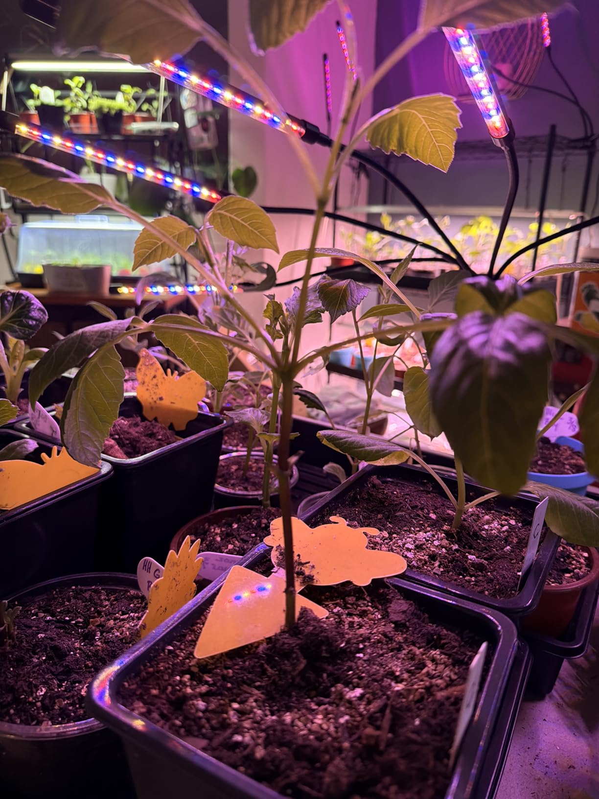 Grow Lights for Indoor Plants, Full Spectrum Tri-Head Clip Plant Lights customer photo 2