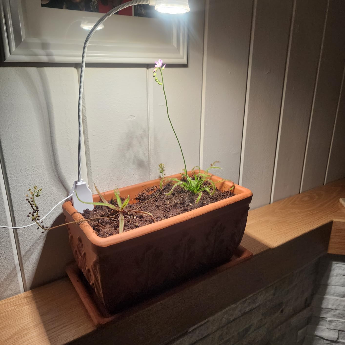 SANSI Grow Lights for Indoor Plants, Pot Clip-On Plant Light, 1-Pack customer photo 1