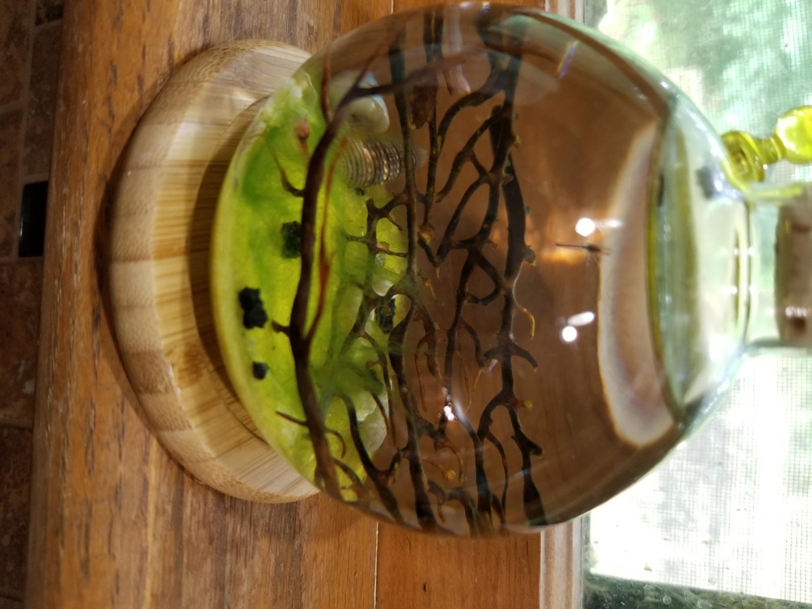 Shrimp Bubble Self-Sustaining Ecosystem - Natural. Contains Live Opae Ula Shrimp customer photo 1