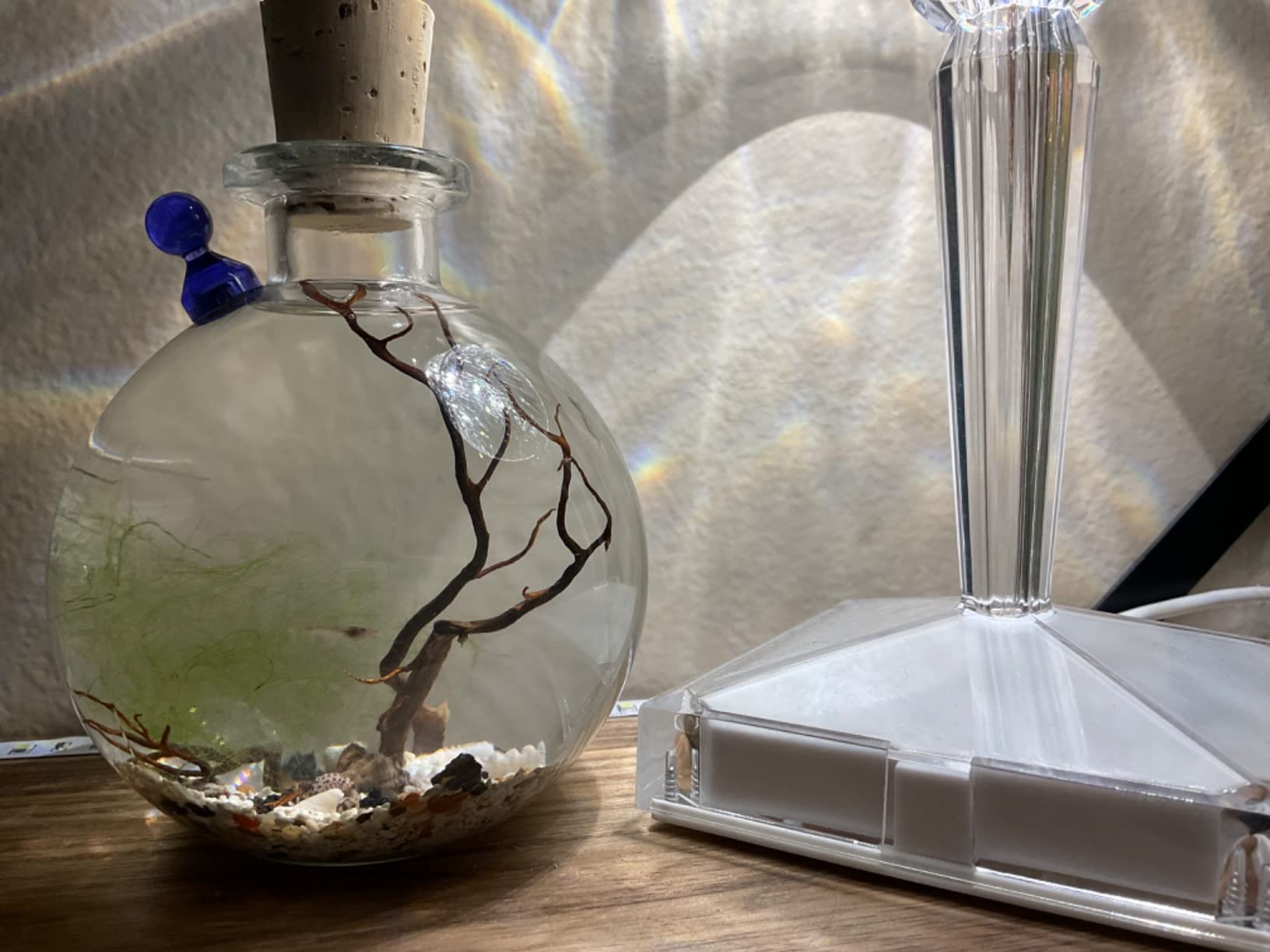Shrimp Bubble Self-Sustaining Ecosystem - Natural. Contains Live Opae Ula Shrimp customer photo 2