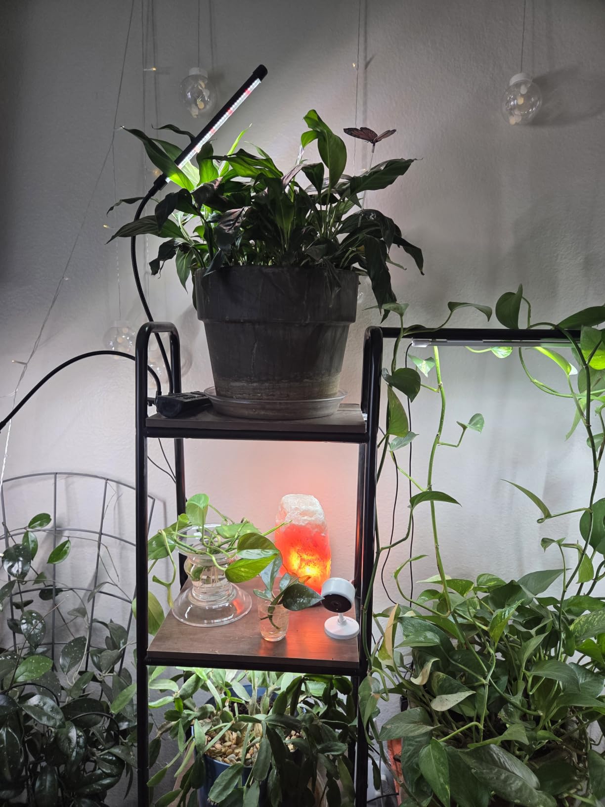 Wiaxulay 16in Plant Lights for Indoor Growing, 6000K Full Spectrum 2 Bars customer photo 2