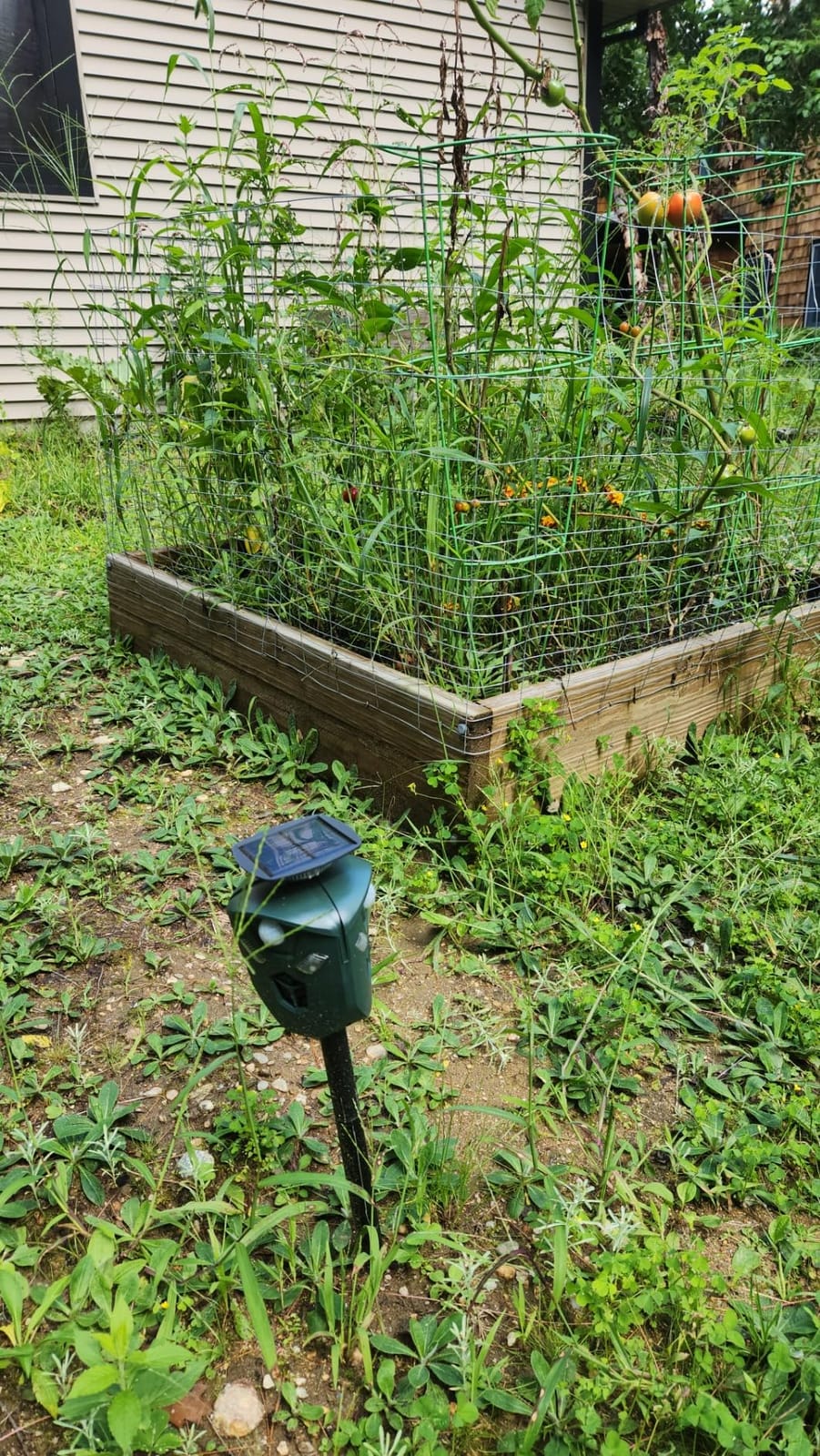 Redeo Ultrasonic Animal Repeller Solar Cat Repellent Outdoor Deer Repellent Devices with 360 Degree Motion Activated Flashing Lights Dog Repellent for Yard, Repel Squirrel Raccoon Skunk Fox & More customer photo 2