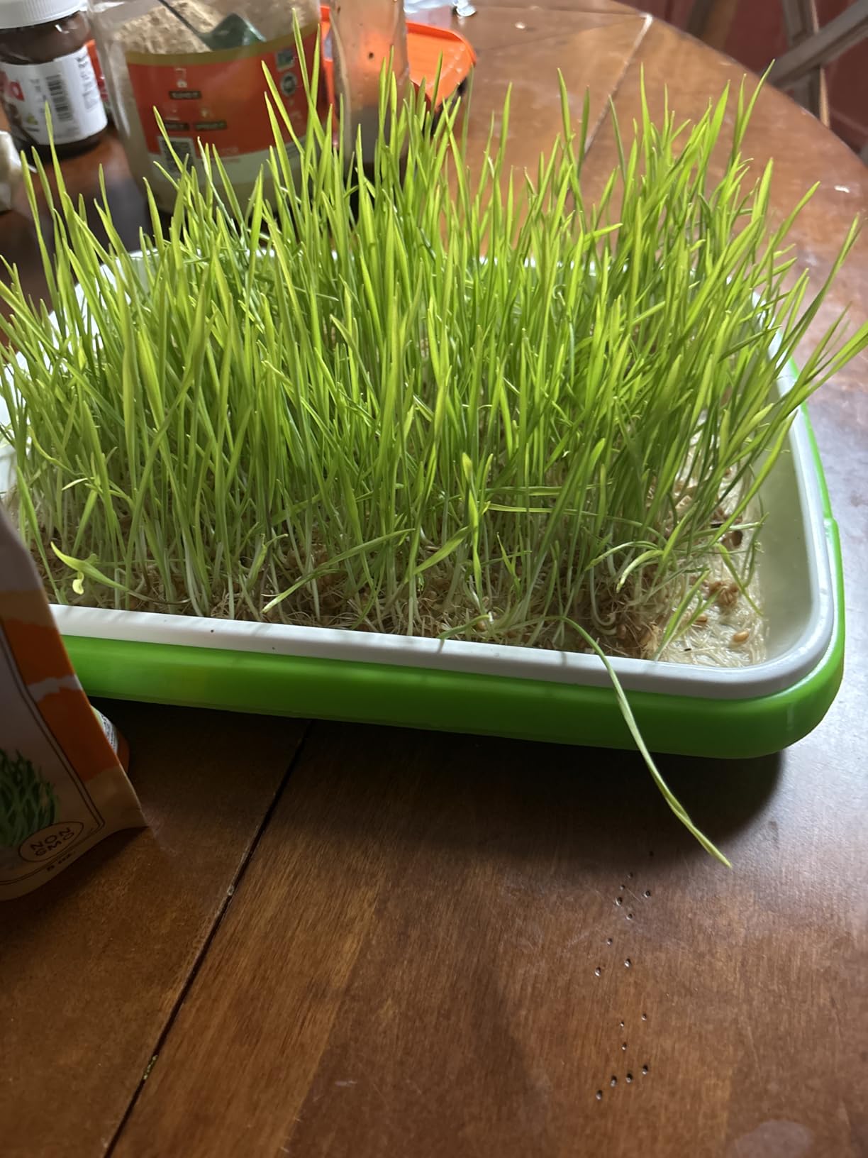 Legigo 10 Pack Seed Sprouter Trays, Microgreens Growing Trays Kit customer photo 1