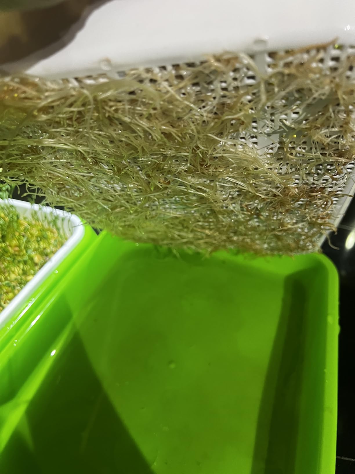 Legigo 10 Pack Seed Sprouter Trays, Microgreens Growing Trays Kit customer photo 2