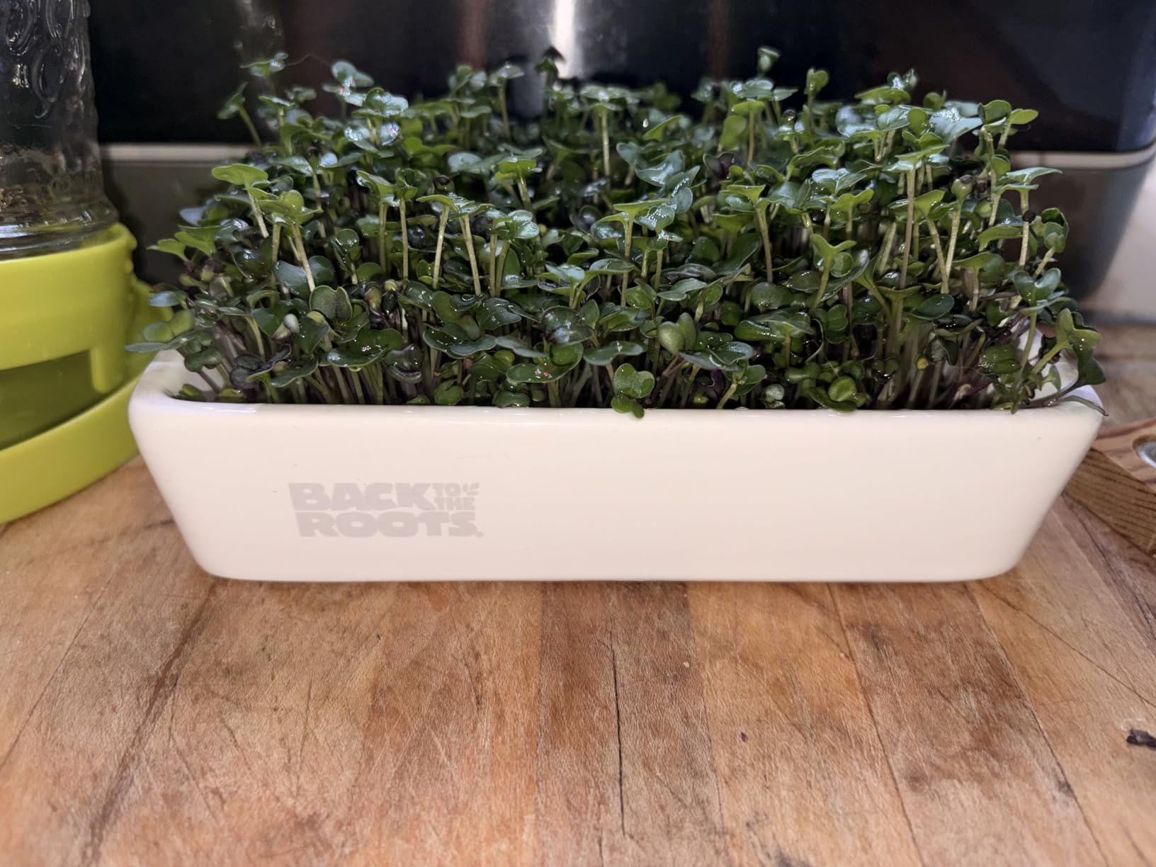 Back to the Roots Organic Microgreens Grow Kit with Ceramic Planter, Expandable Soil, Organic Seeds, and Germination Lid customer photo 2