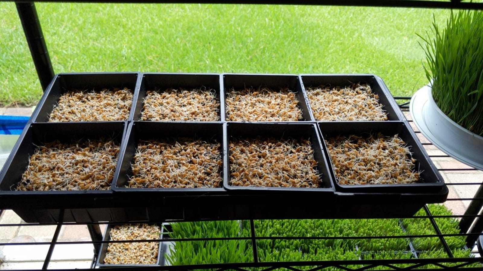 1020 Seed Starting Trays, Plant Tray, Microgreens Growing Trays, Plastic Seed Trays, Reusable Seedling Tray, 5-Pack Growing Trays, Germination Tray, Planting Tray, Plant Tray For Seedlings customer photo 2
