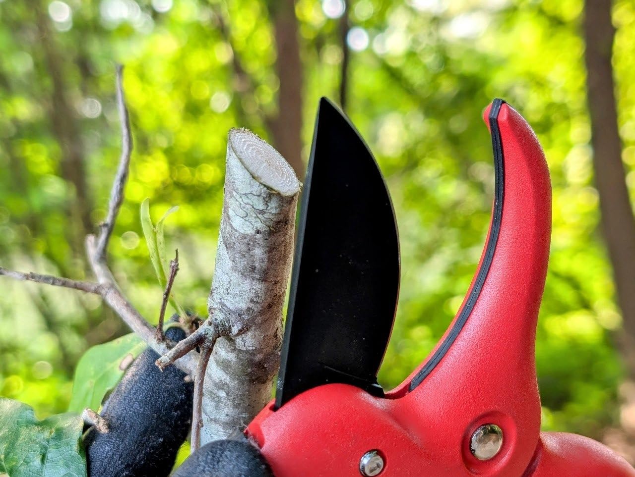 DUROX - Ratchet Pruning Shears, Garden Shears with 3X Cutting Power. Effort-Saving Heavy-Duty Anvil Pruners. Replaceable Blade Cutting Blade Design. Ideal Secateurs for Precise Trimming, Model DGR-01 customer photo 2