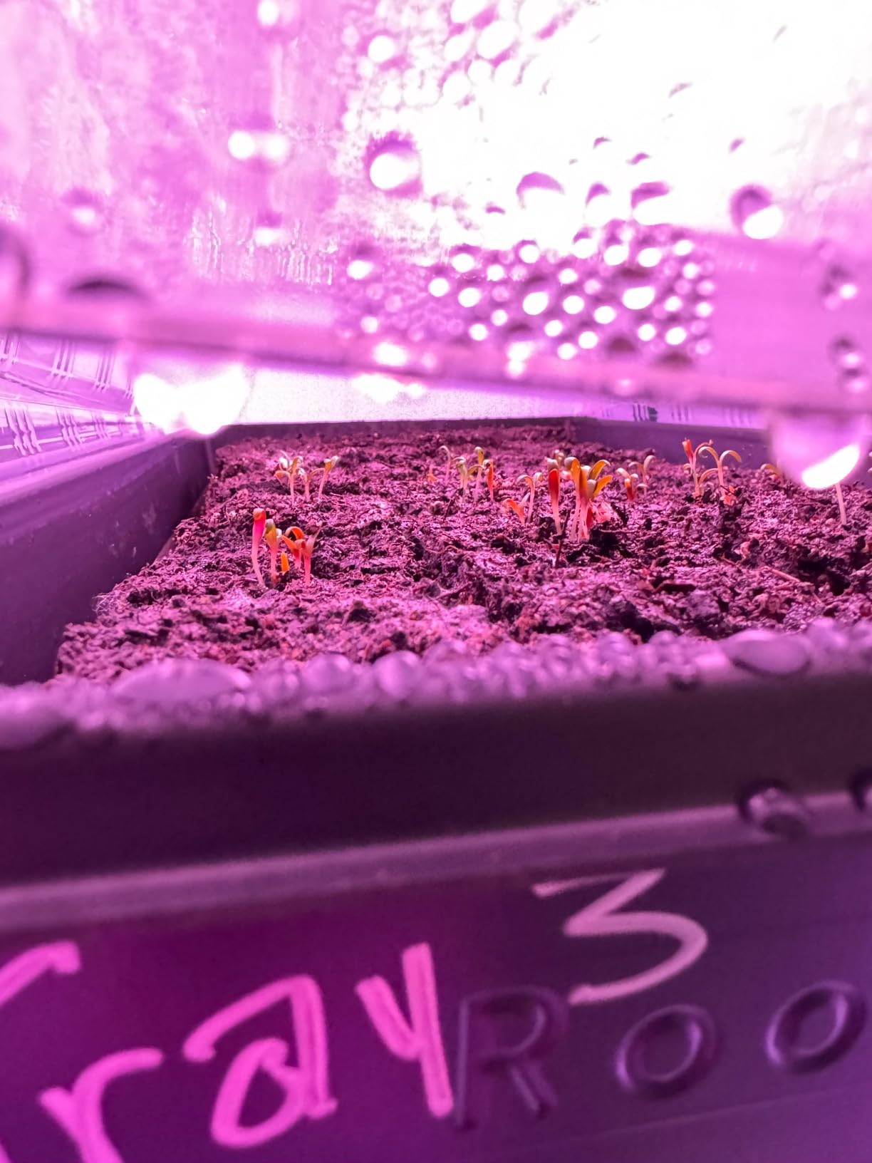 BlumWay Soil Blocker, 8 Cell 2 inch Soil Block Maker for Seed Starting customer photo 2