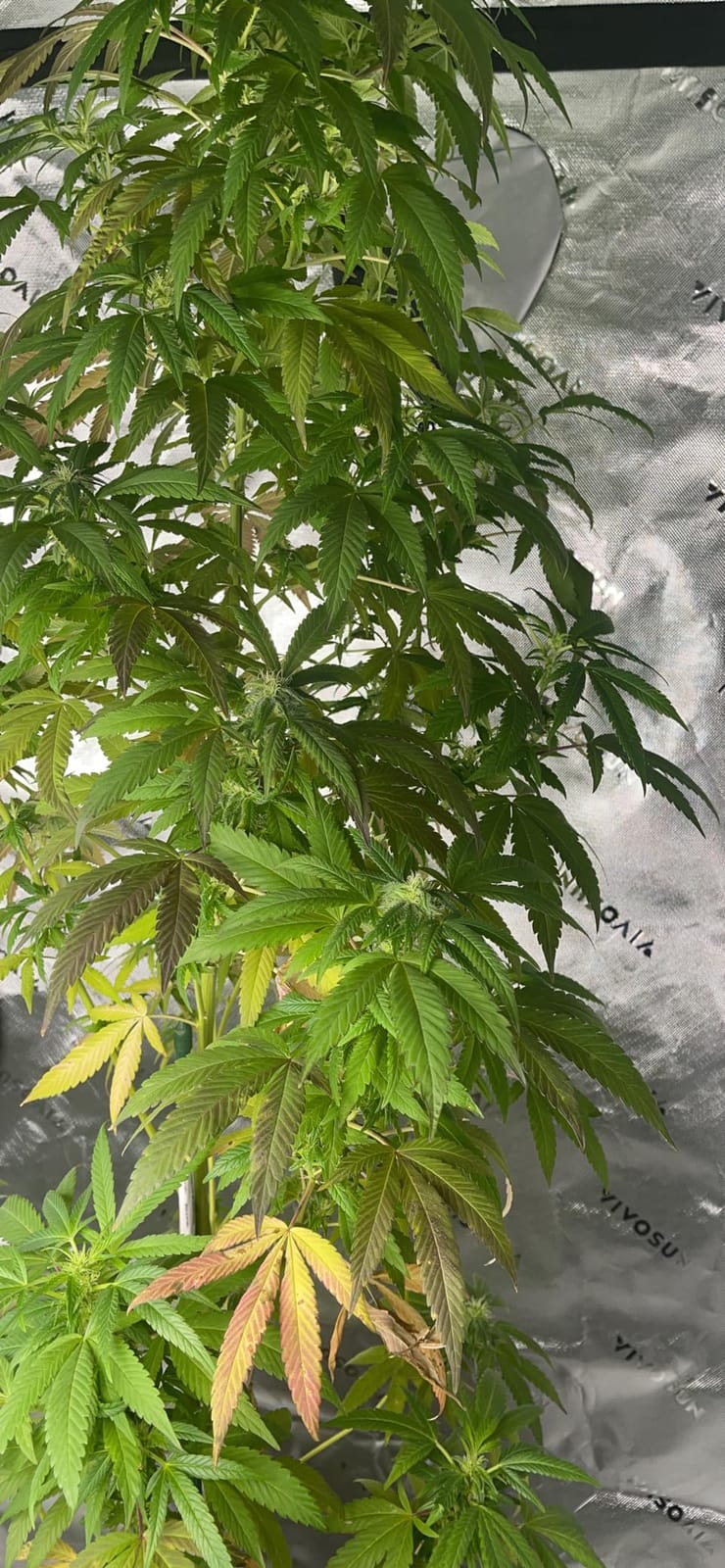VIVOSUN Smart Grow Tent Kit for 3x3 ft Indoor Growing, 36